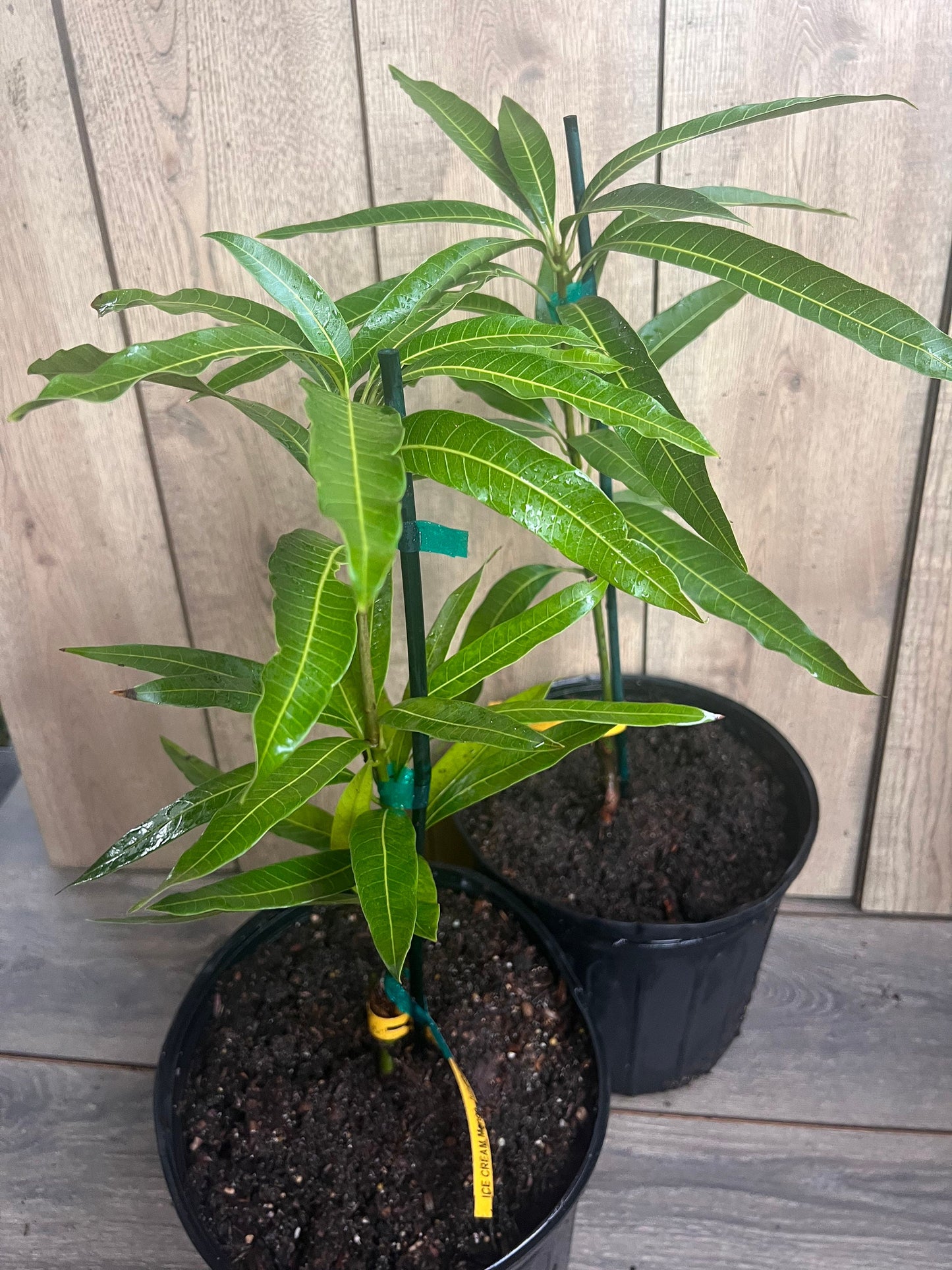 Ice Cream Mango Tree. grafted in 3 gallons pot, No Ship to CA and HI