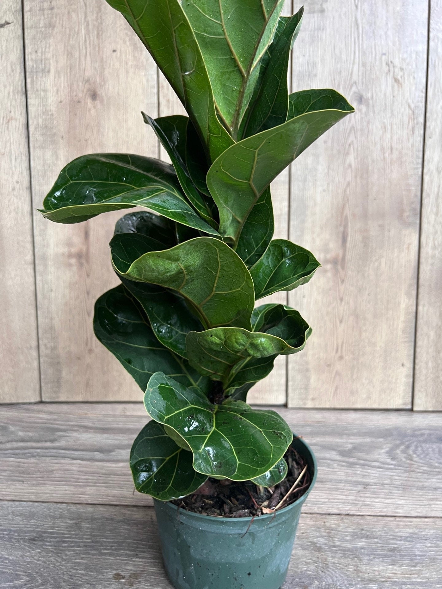 Ficus Lyrata Bambino in 6" pot
