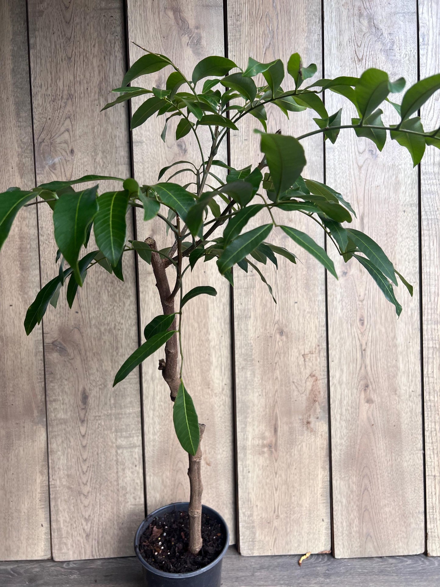 kohala longan in 1/2 gallon Pot, air layered, lengkeng, kelengkeng,
