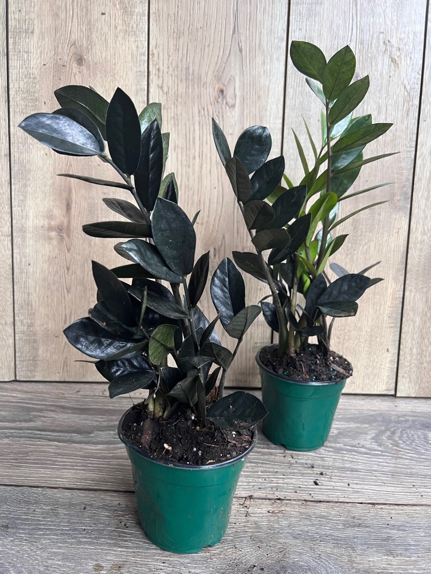 Black Raven ZZ, dark zz plant 4" Pot, Zamioculcas zamiifolia raven