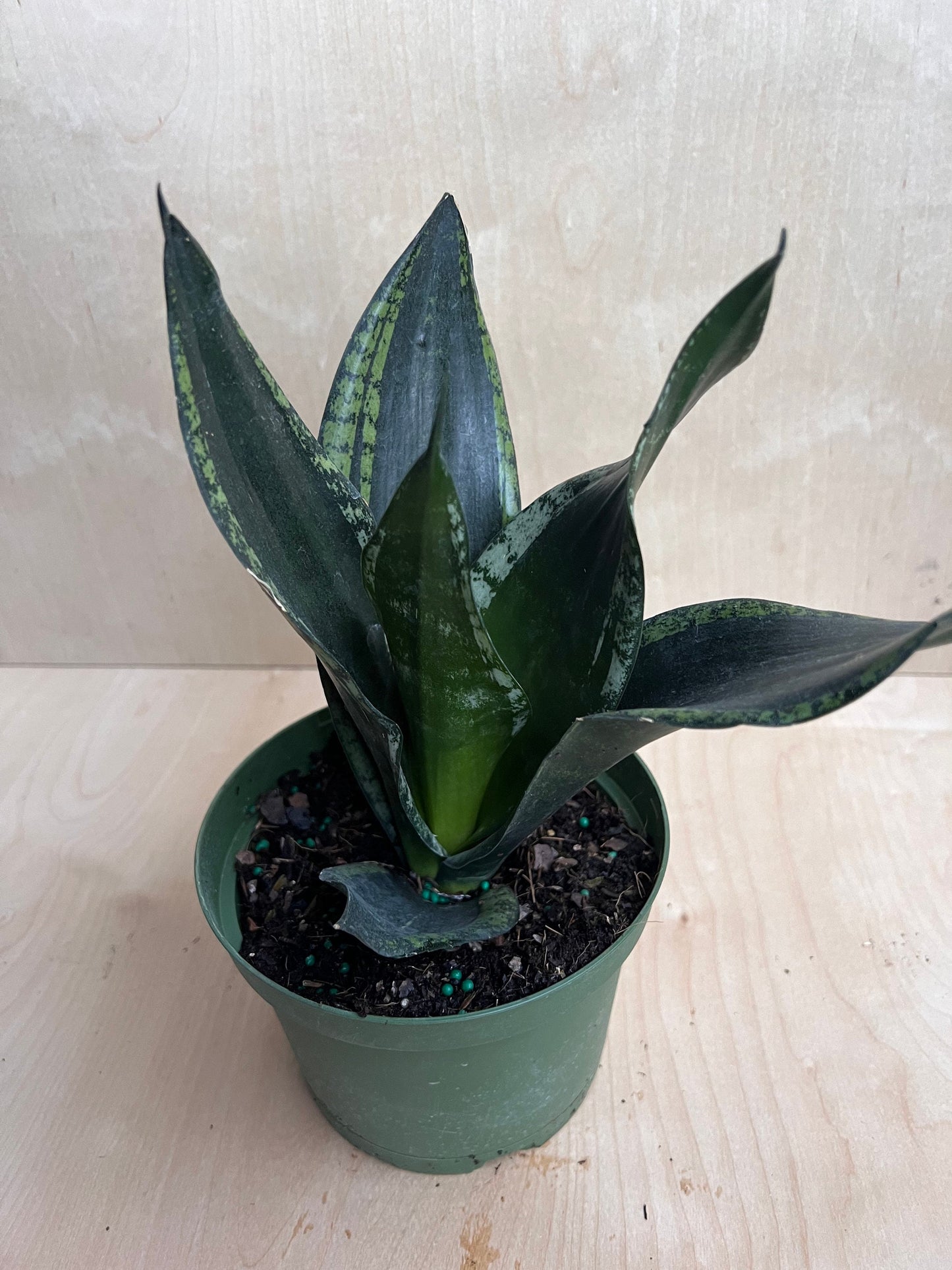 Sansevieria Whitney, Sansevieria Silver Flame, in 6" Inches pot, Mother in law