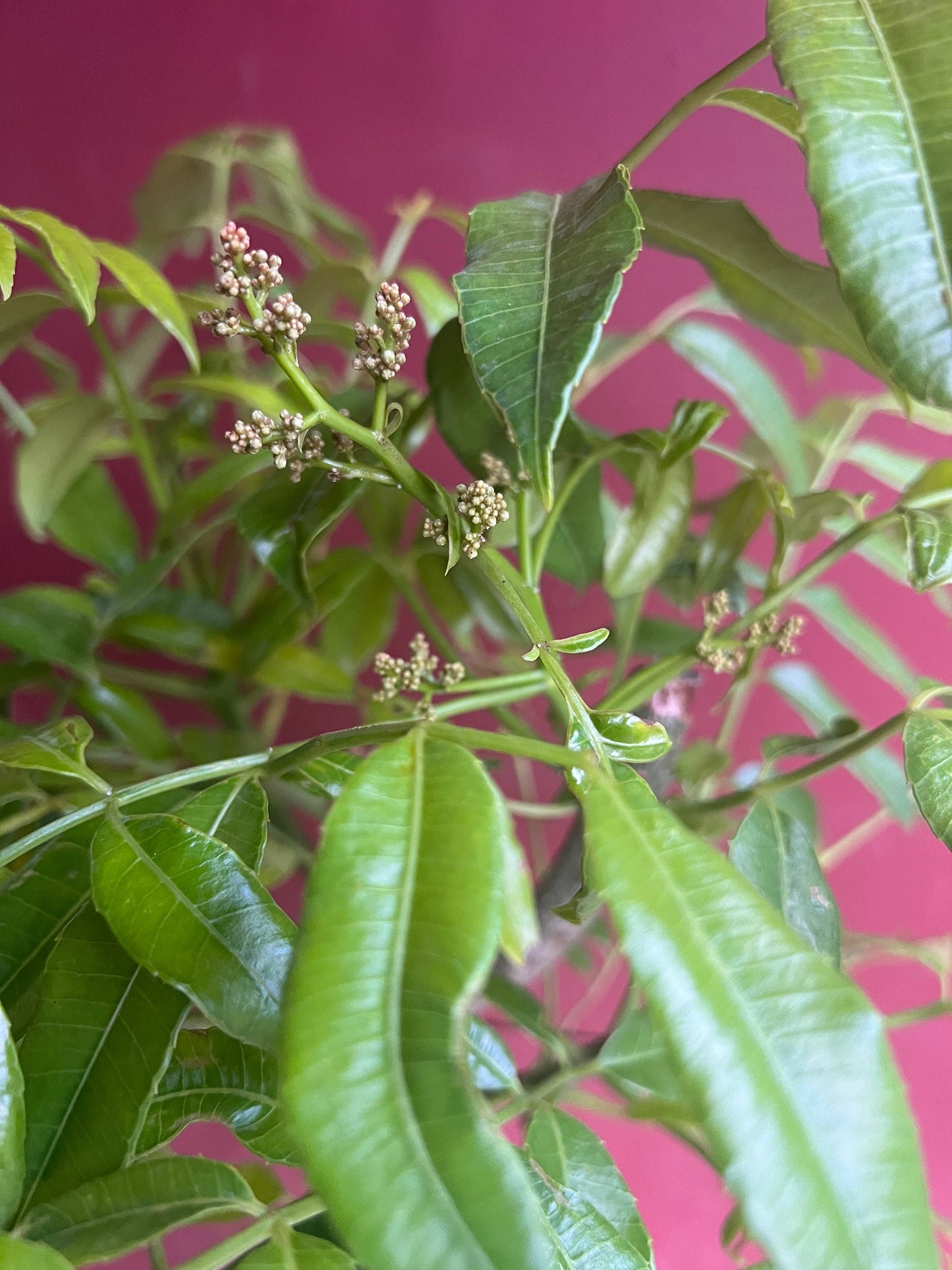 June Plum Dwarf, Ambarella Fruits, Jewel Plums in 10" Pot, Kedondong, No Ship to CA and HI