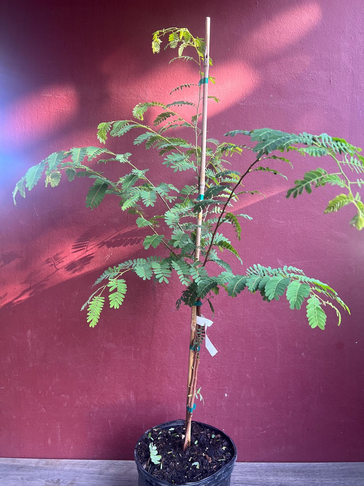 Tamarind tree, Tamarindus indica in 3 gallon Pot, Pohon Asem