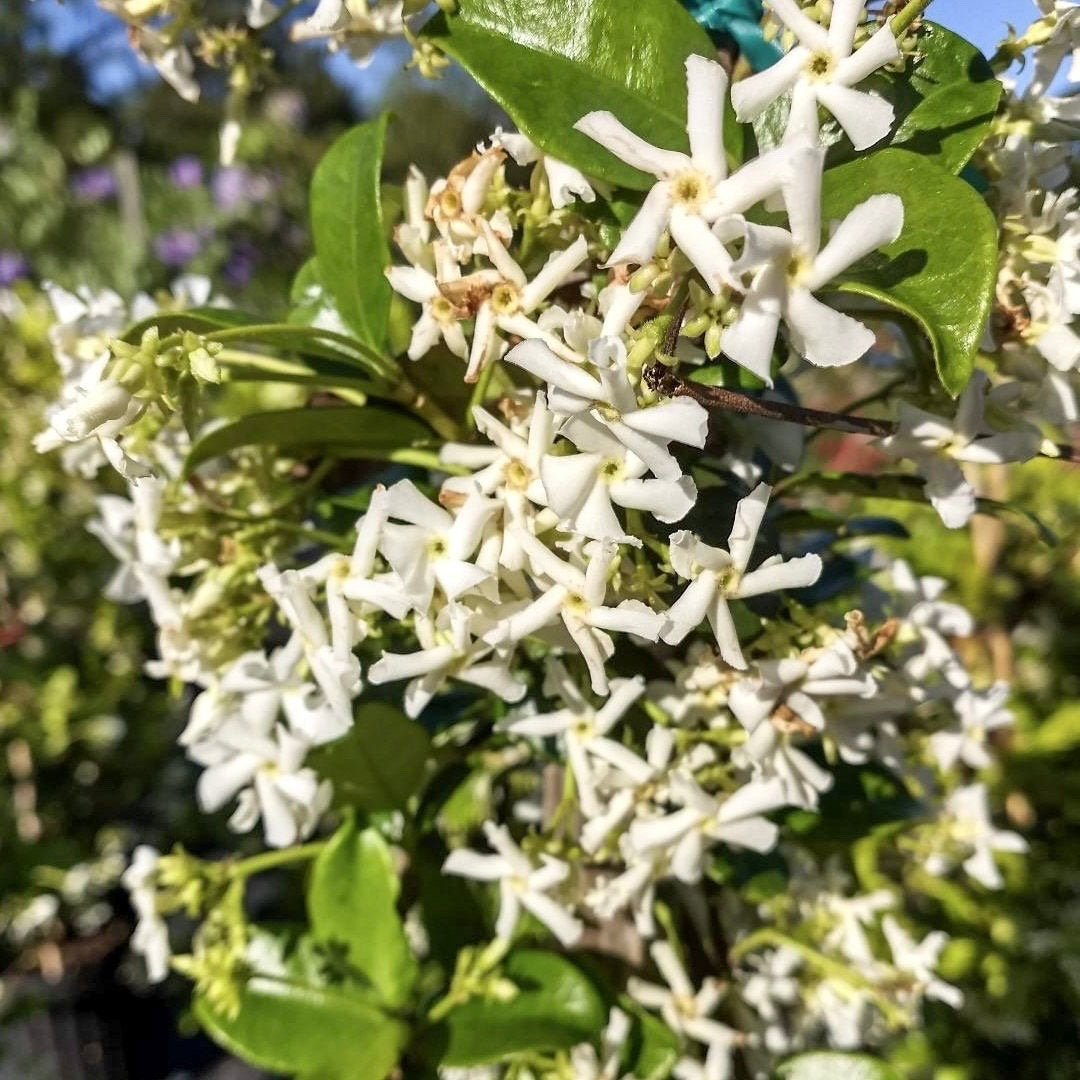 Confederate Jasmine, Trachelospermum jasminoides, star jasmine in 6" Pot