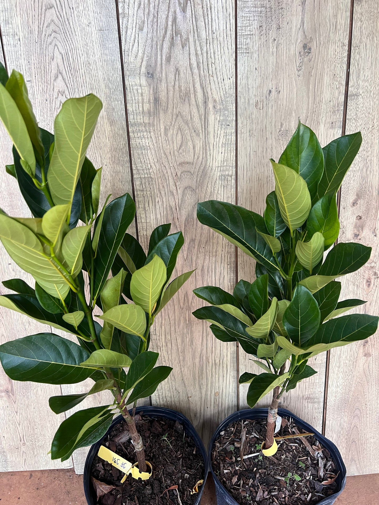 J31 Jack Fruit, Dwarf in 3 Gallon Pot, Grafted, Artocarpus heterophyllus, no ship to CA and HI