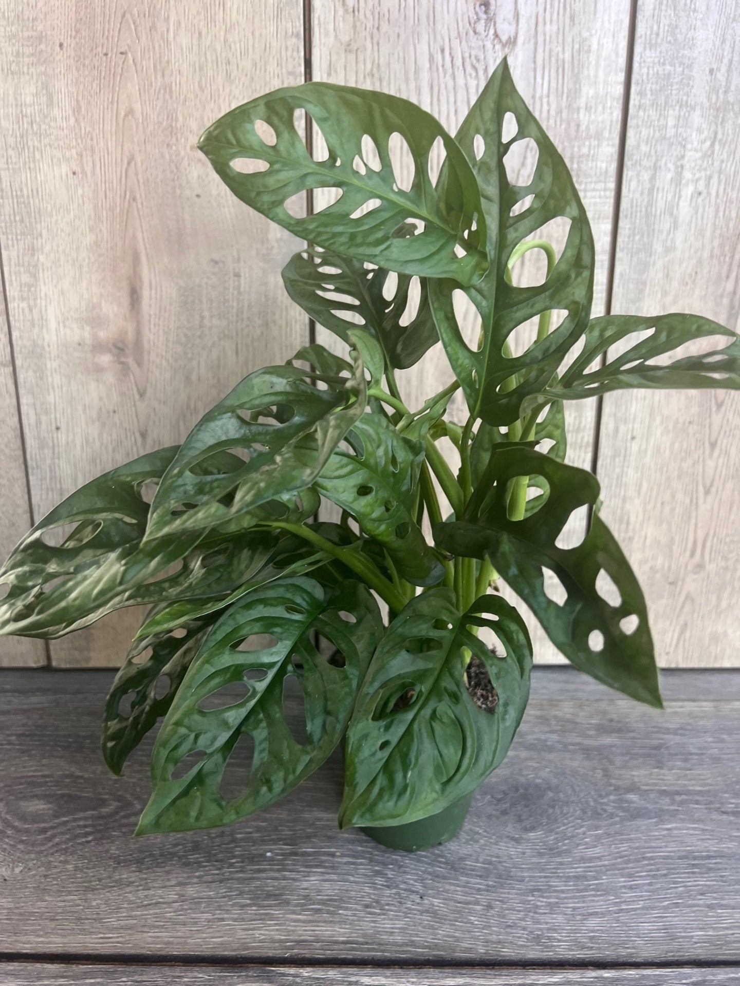 Monstera Adansonii in 4"pot