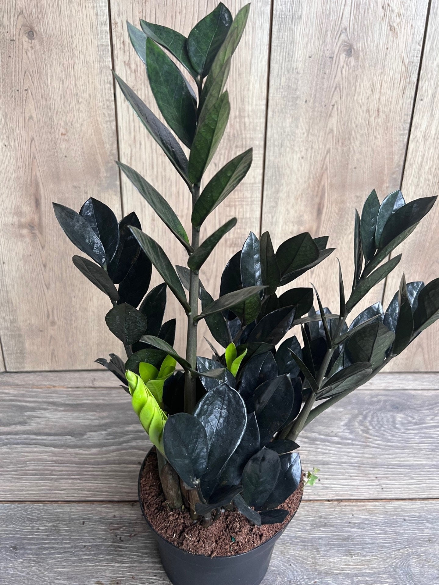 Black Raven ZZ, dark zz plant in 6" pot, Zamioculcas zamiifolia raven