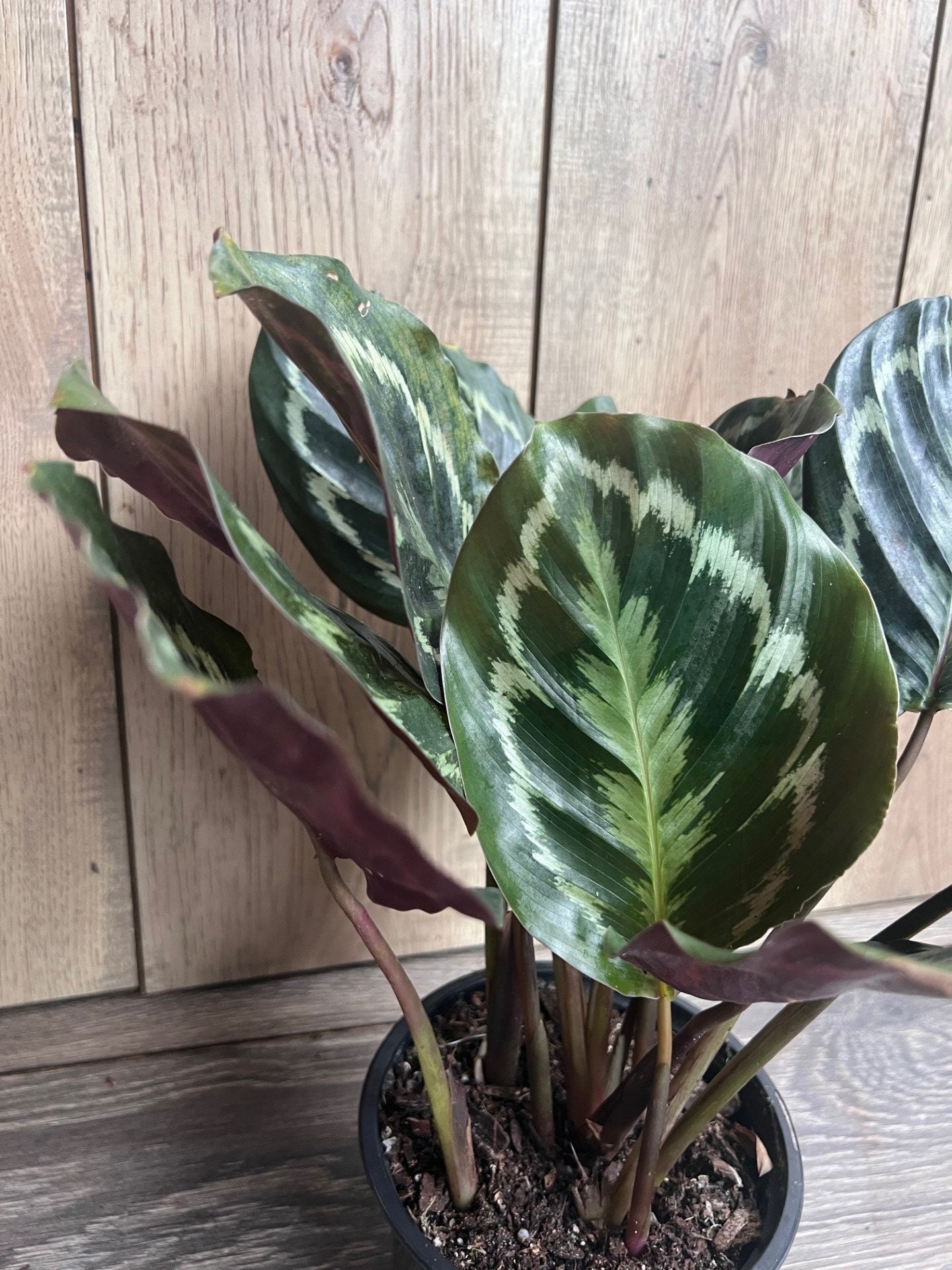 Calathea Medallion, Medallion 6" pot, Prayer plant