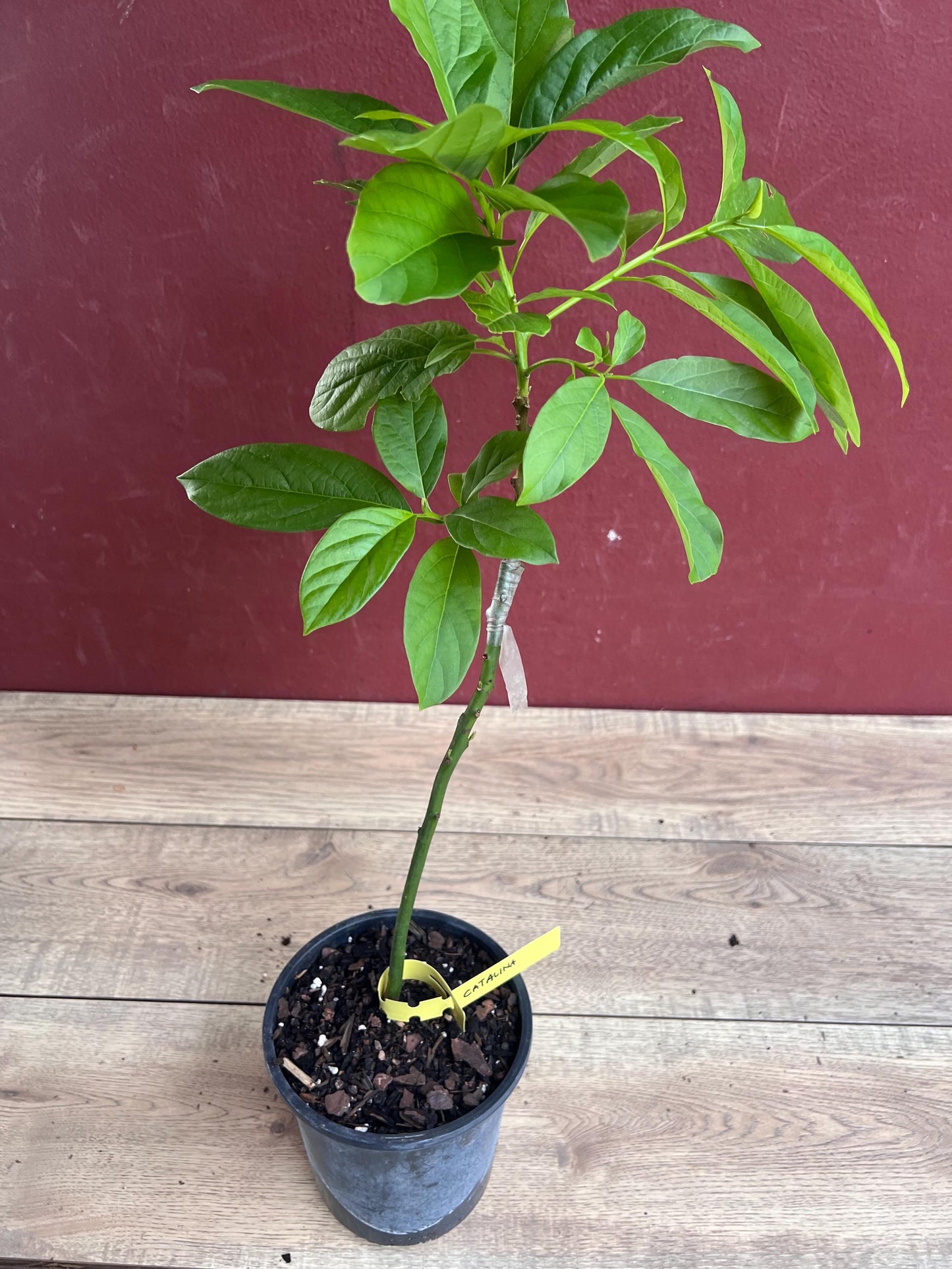 Catalina Avocado Tree , Grafted in 6" Pot