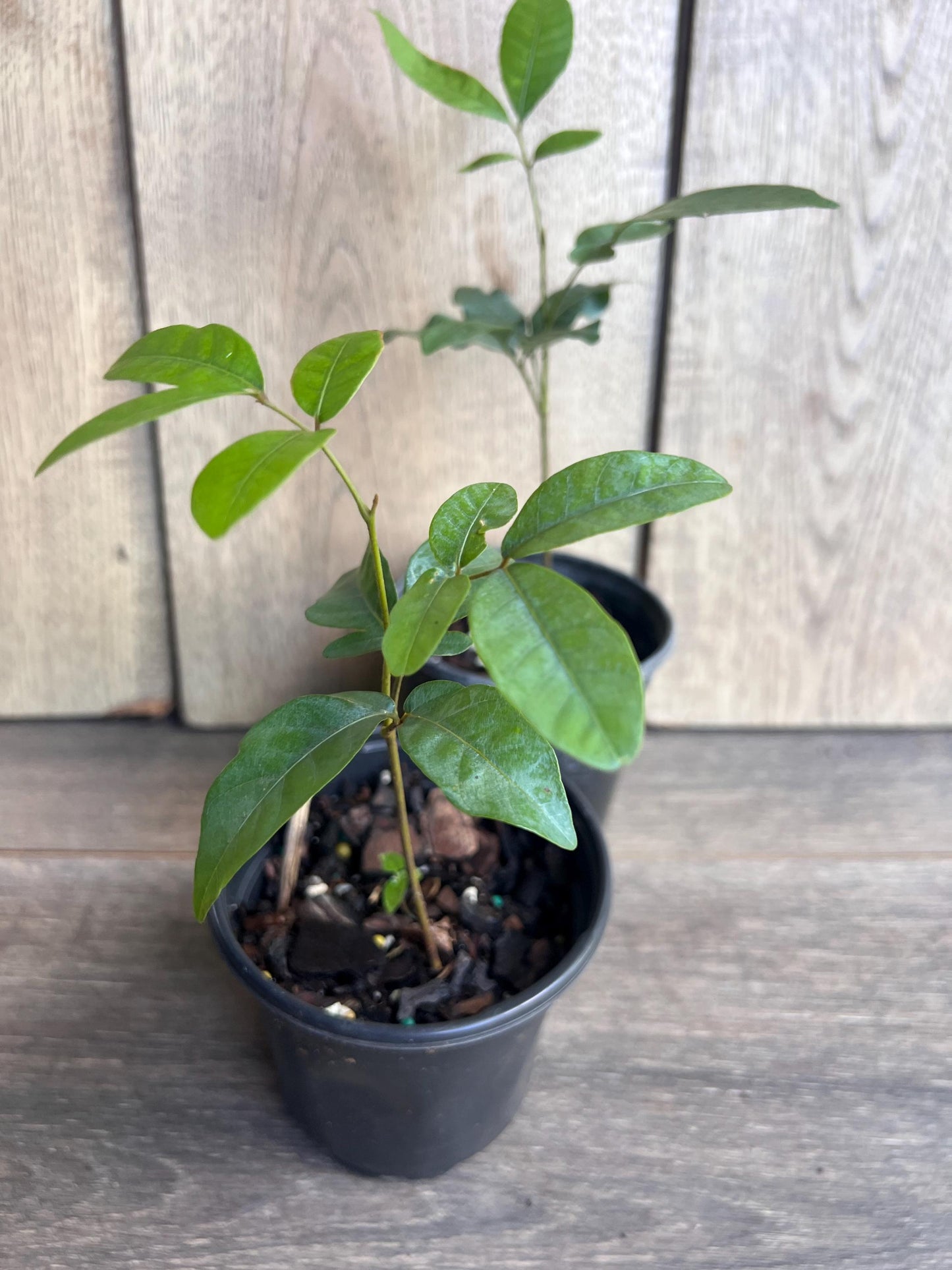Kohala Longan in 4"" Pot, lengkeng, kelengkeng,