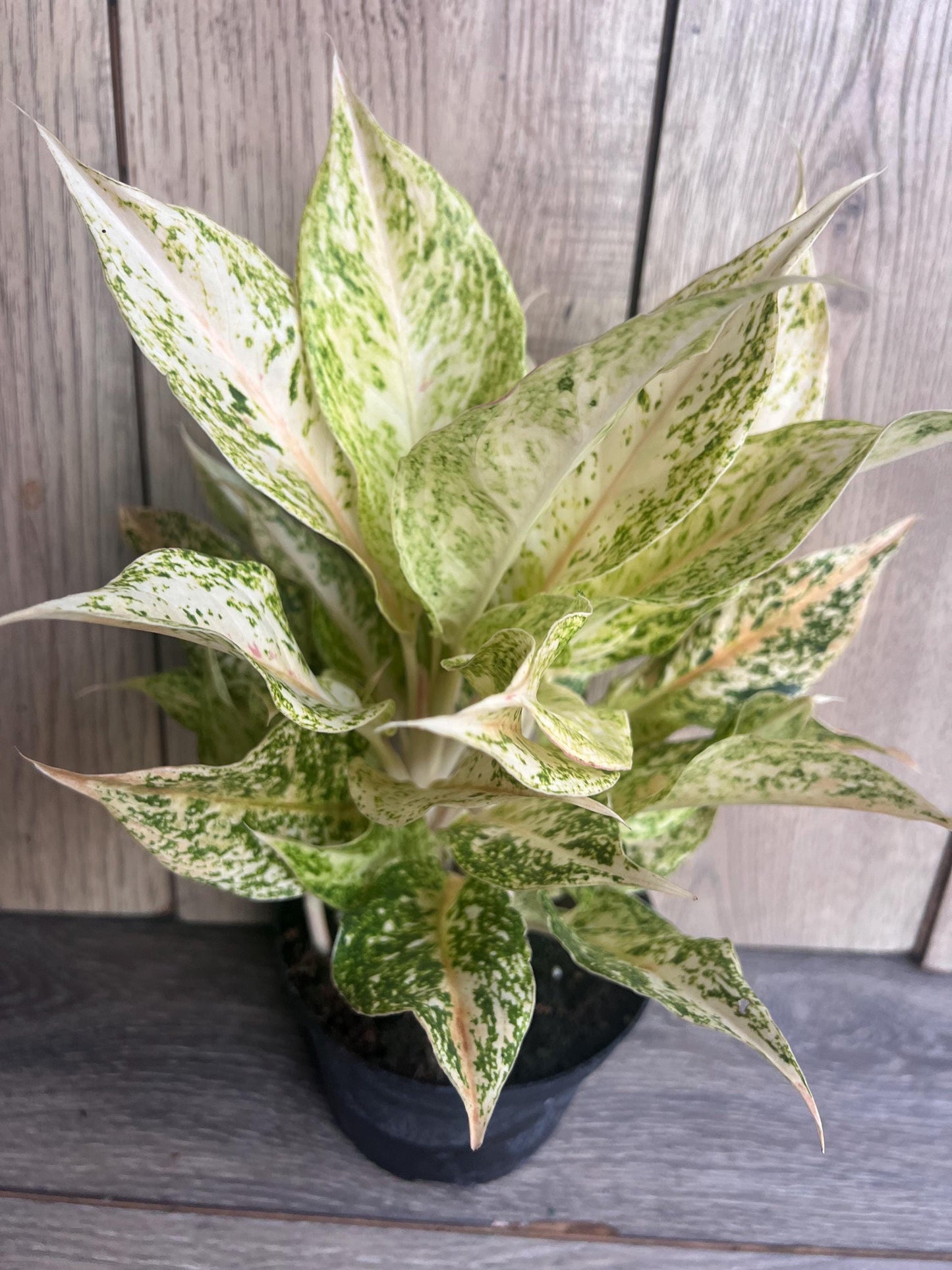 Aglaonema Lochai in 6", rare Aglaonema