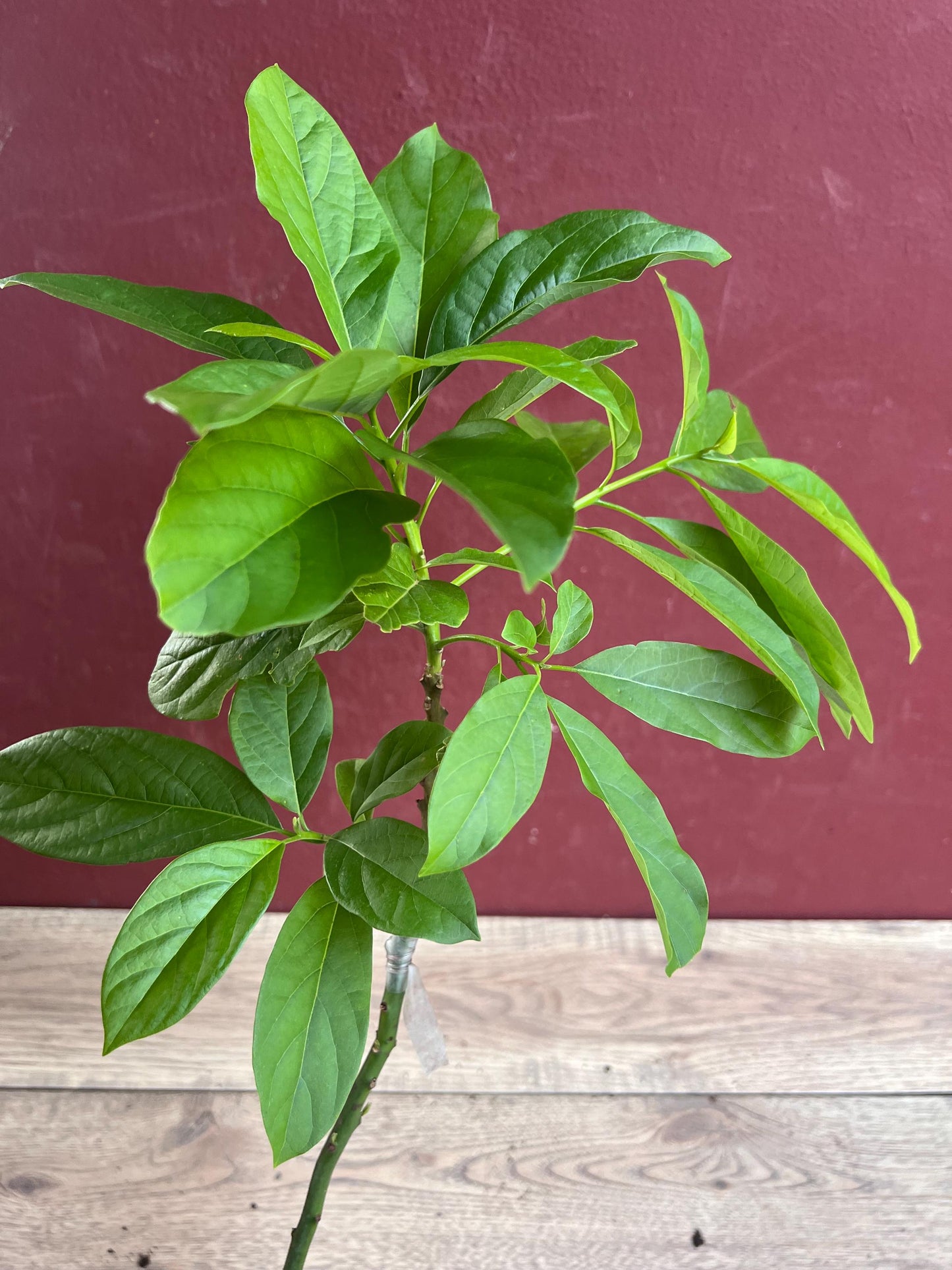 Catalina Avocado Tree , Grafted in 6" Pot