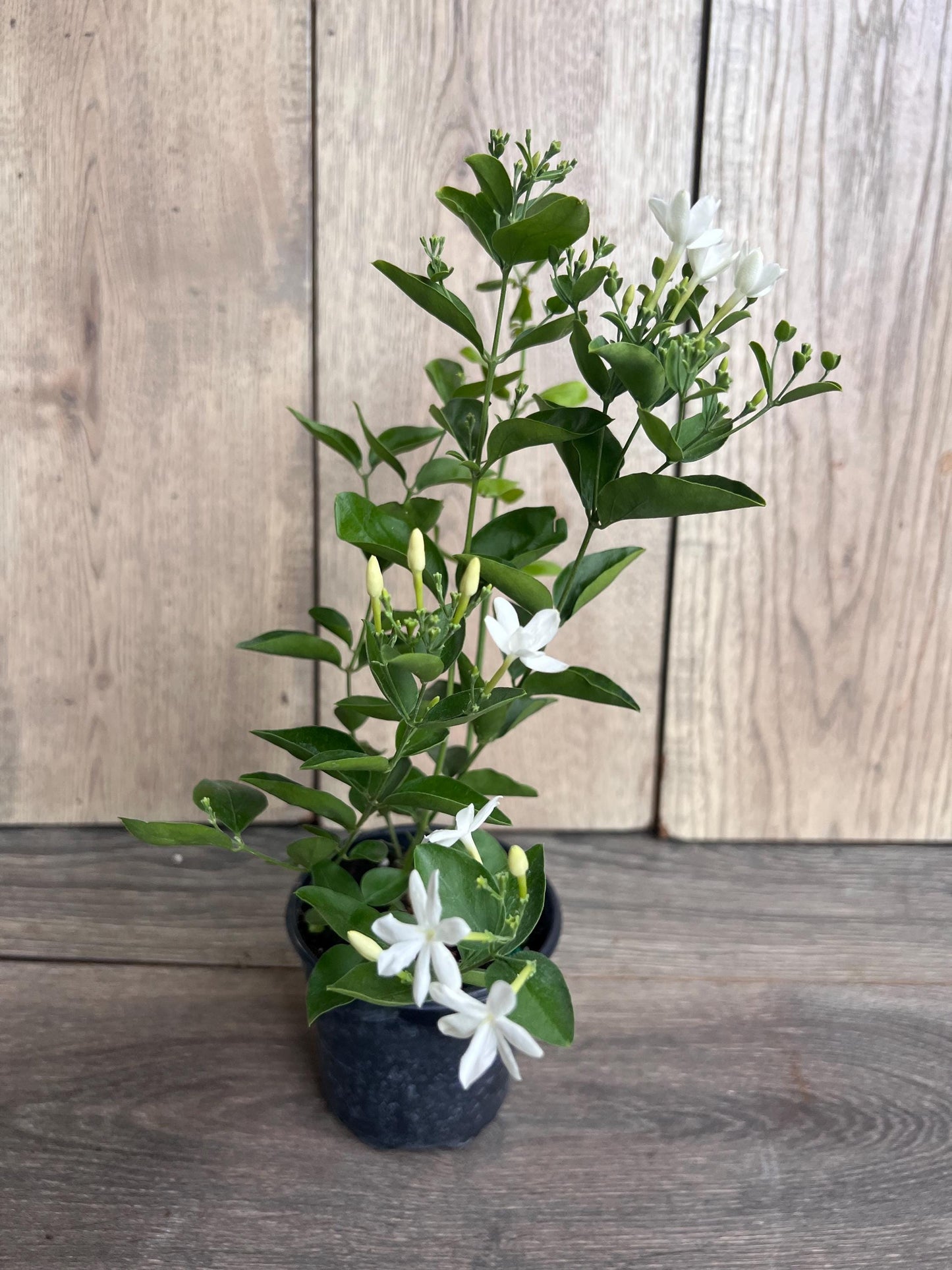 Jasmine Molle , jasmine Indian Jui in 4", Jasminum molle