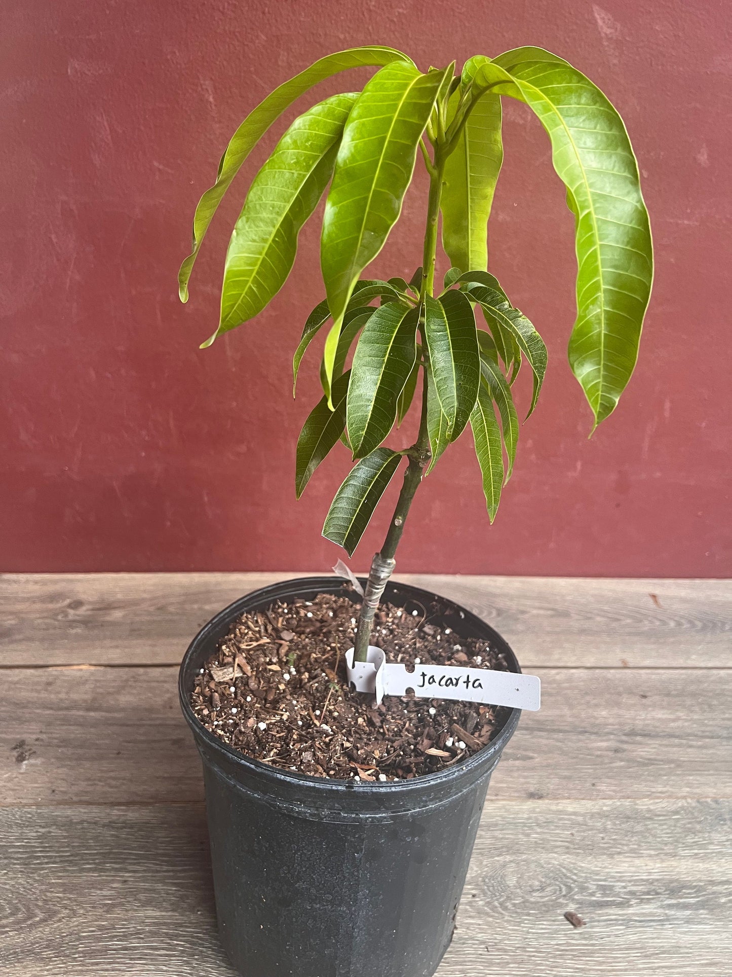 Jakarta Mango in 3 gallon, grafted, No Ship to CA and HI