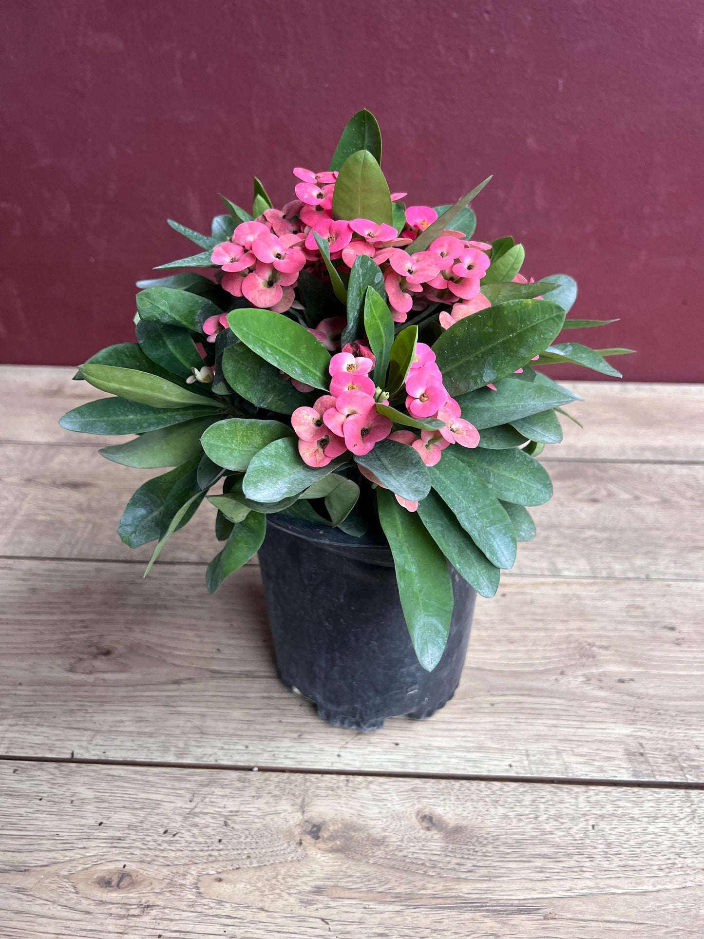 Crown of Thorns, Pink in 6" Pot, Euphorbia milii