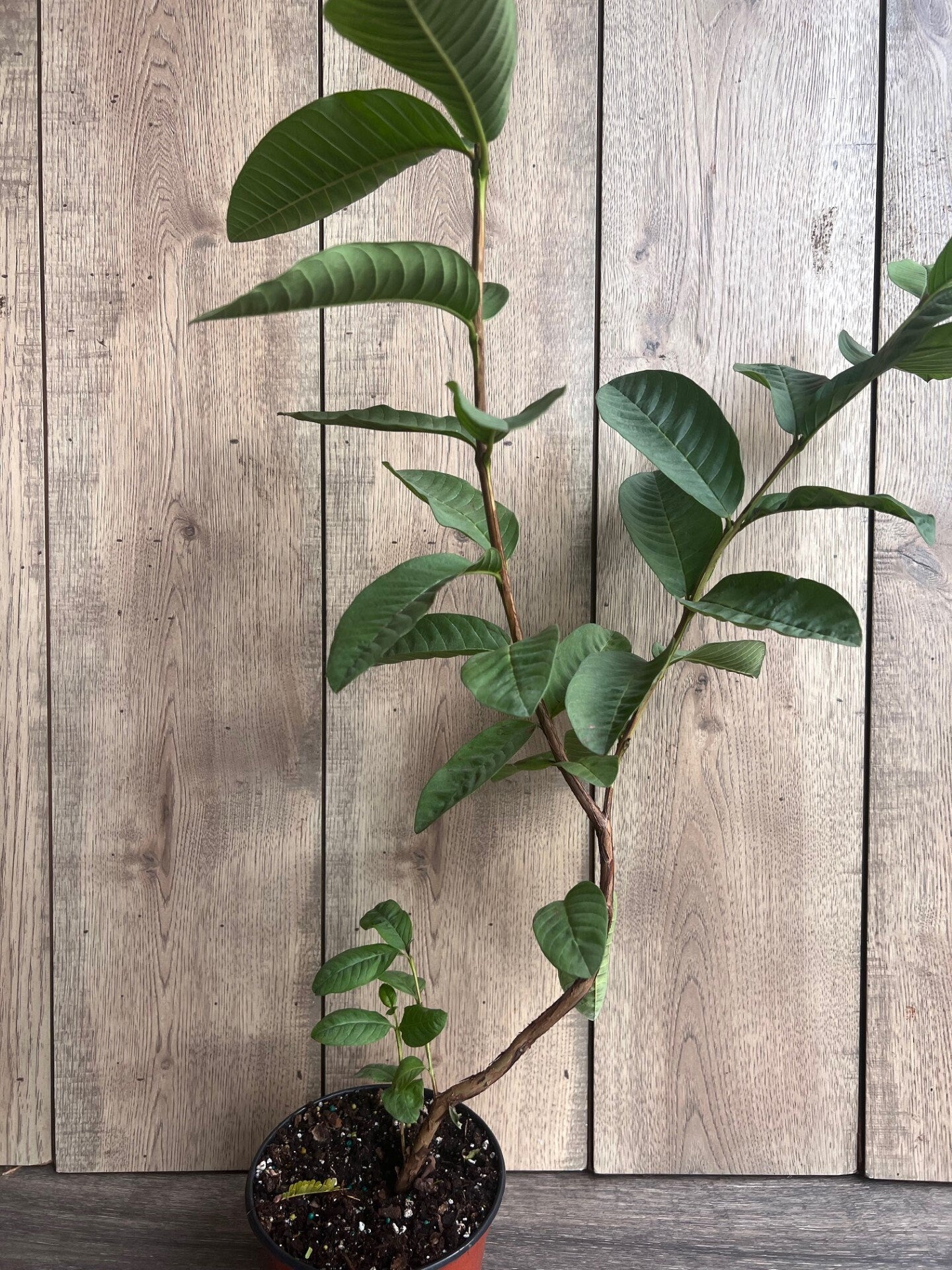 Guava Plant in 6" Pot, Jambu Batu, Psidium guajava, Pink Guava tree