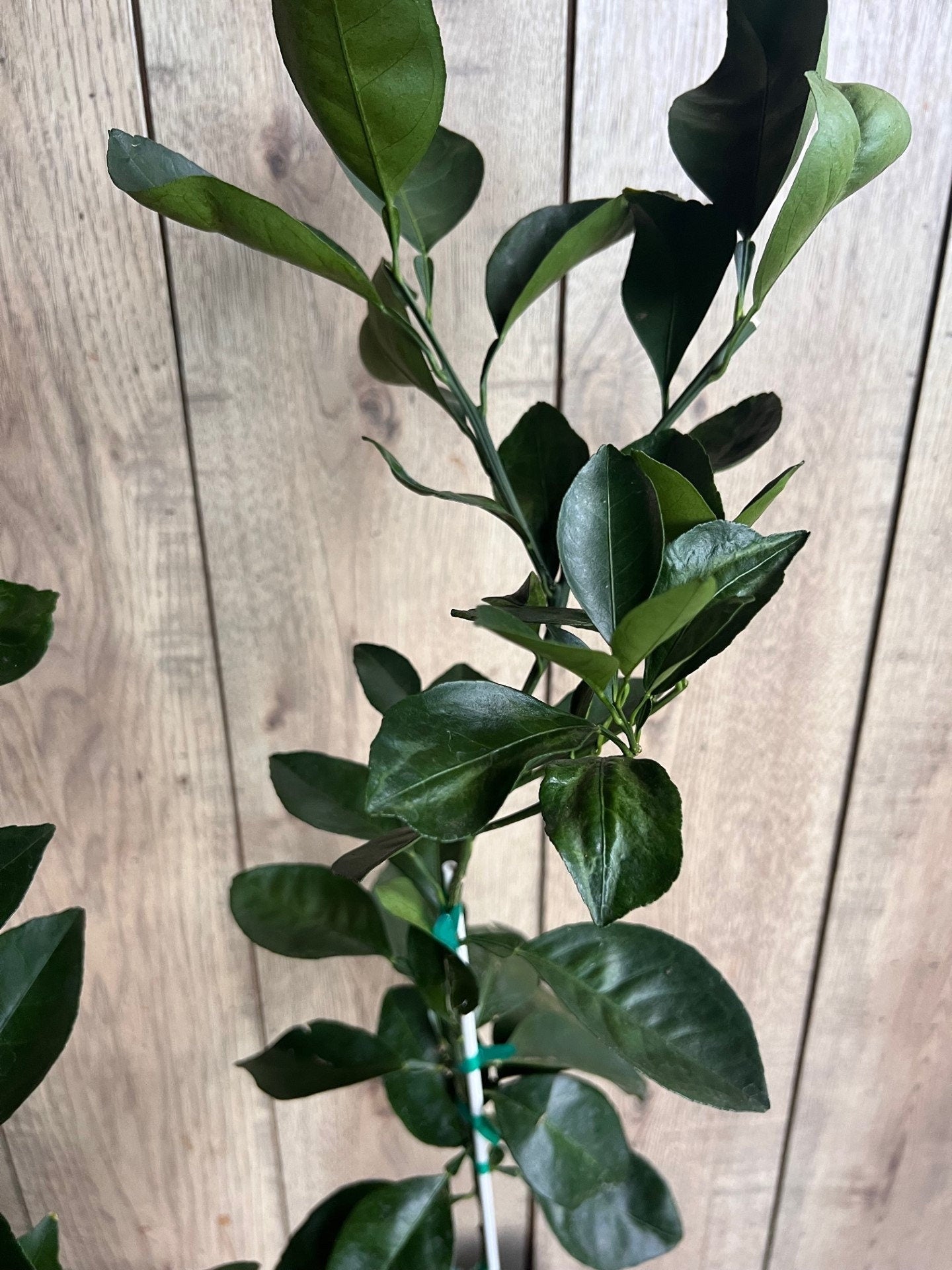 Shiranui Dekopon Mandarin Orange tree in Half Gallon Pot, Shiranui, Tangerine GRAFTED, Florida Shipping Only