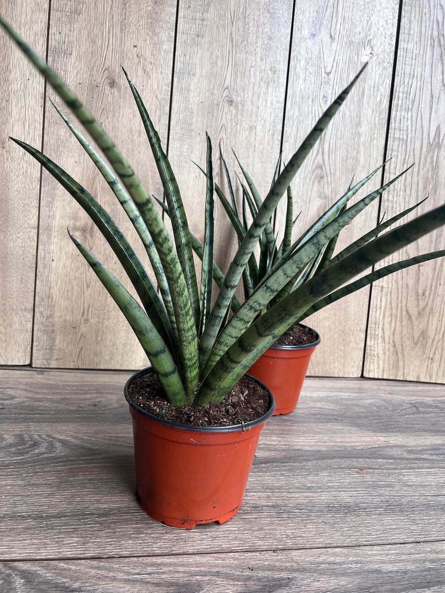 Sansevieria Javancia in 6" Pot