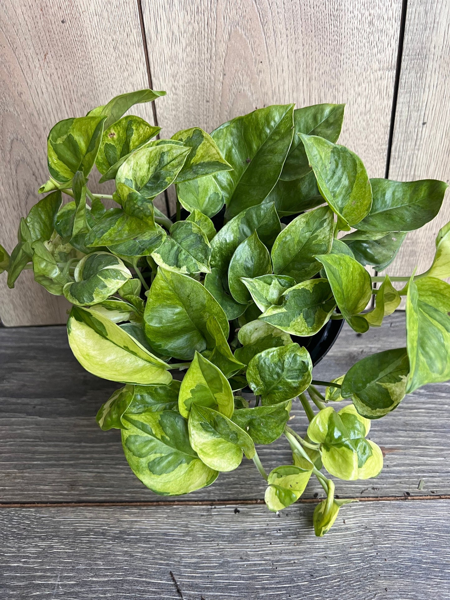 Epipremnum Lemon Meringue in 6" Pot, Lemon Meringue Pothos