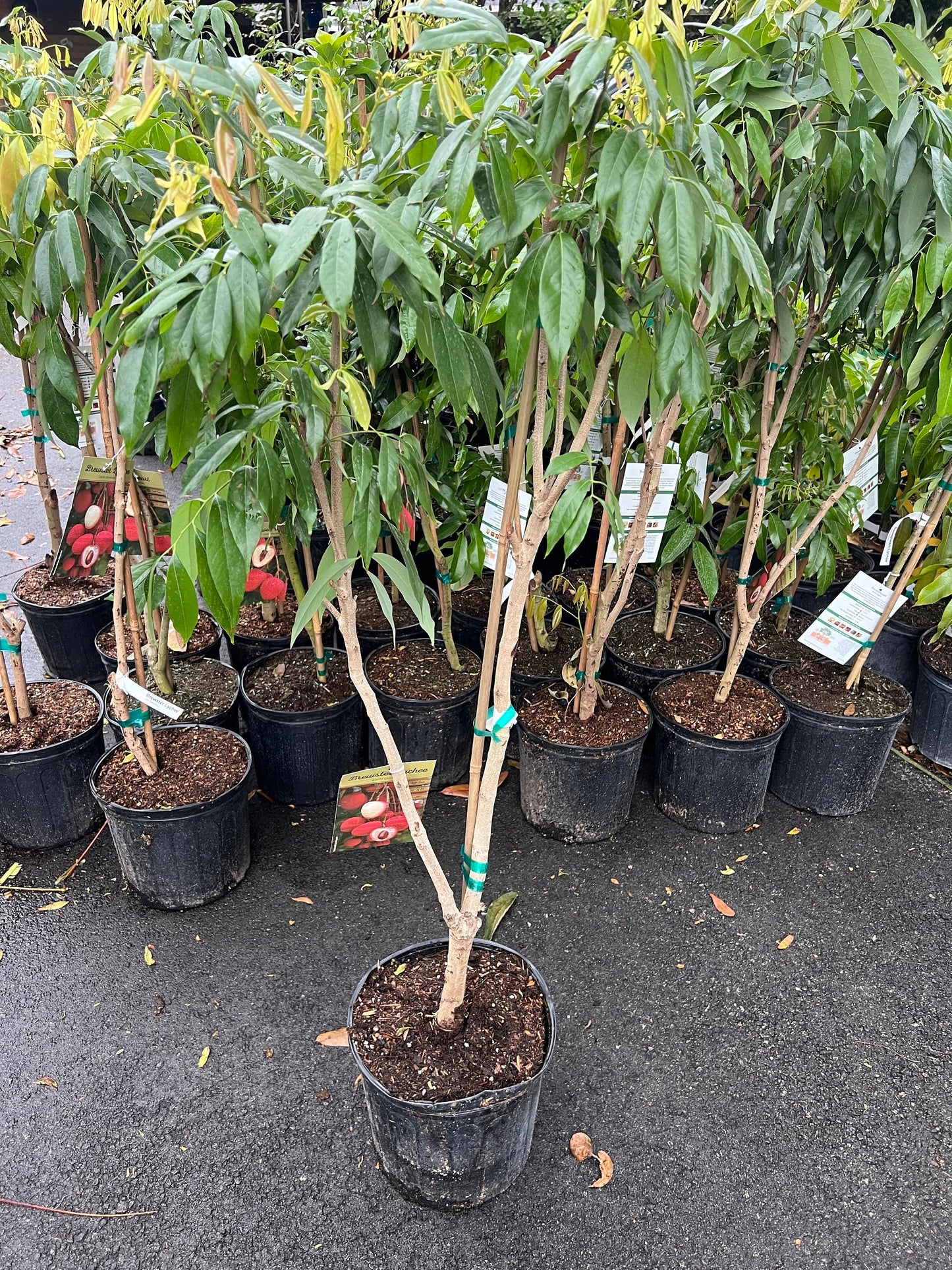 Brewster Lychee in 10" Pot, 3 to 4 Ft tall, grafted,No Ship to HI