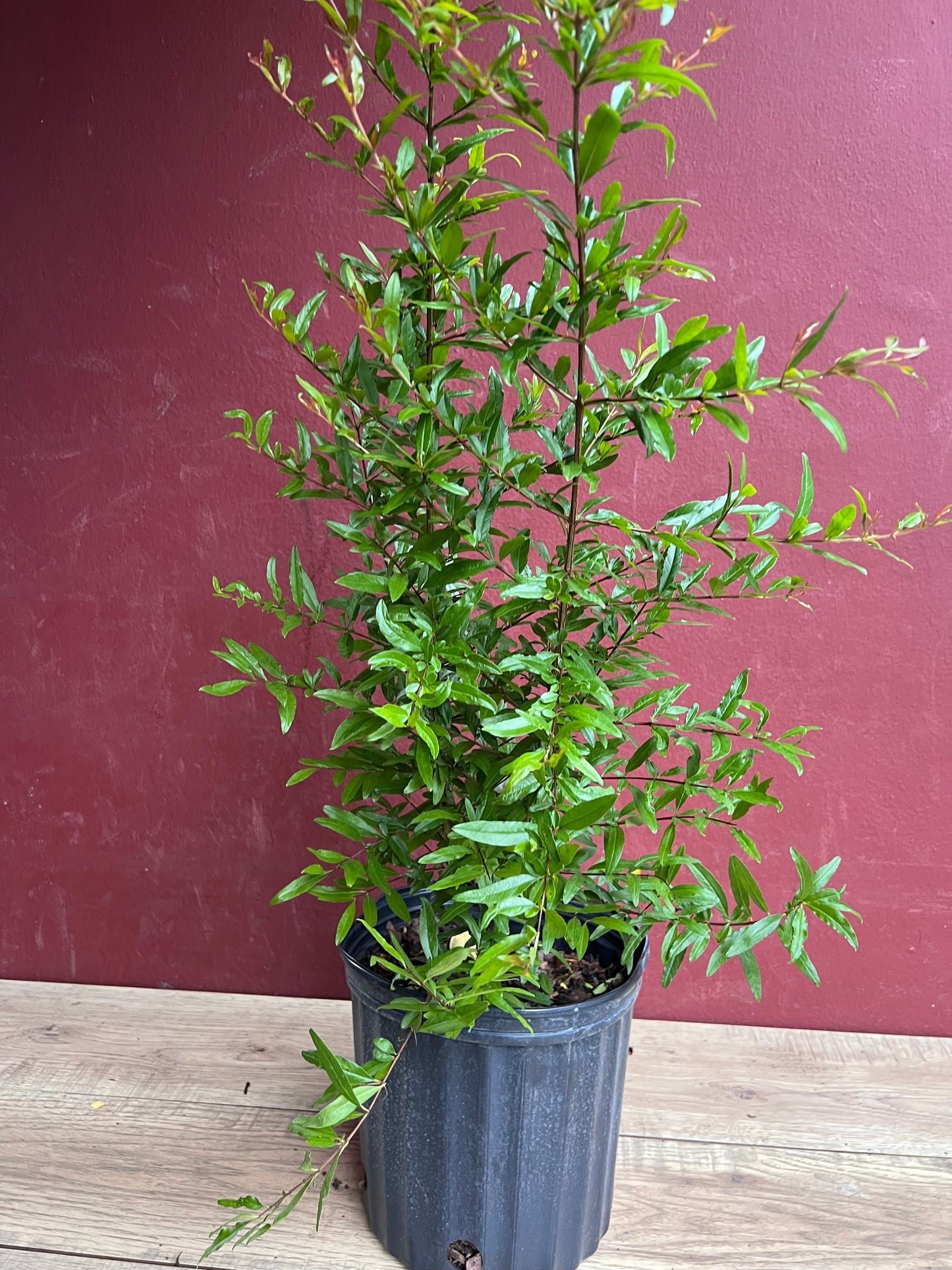 Wonderful Pomegranate in 3 gallon pot, delima