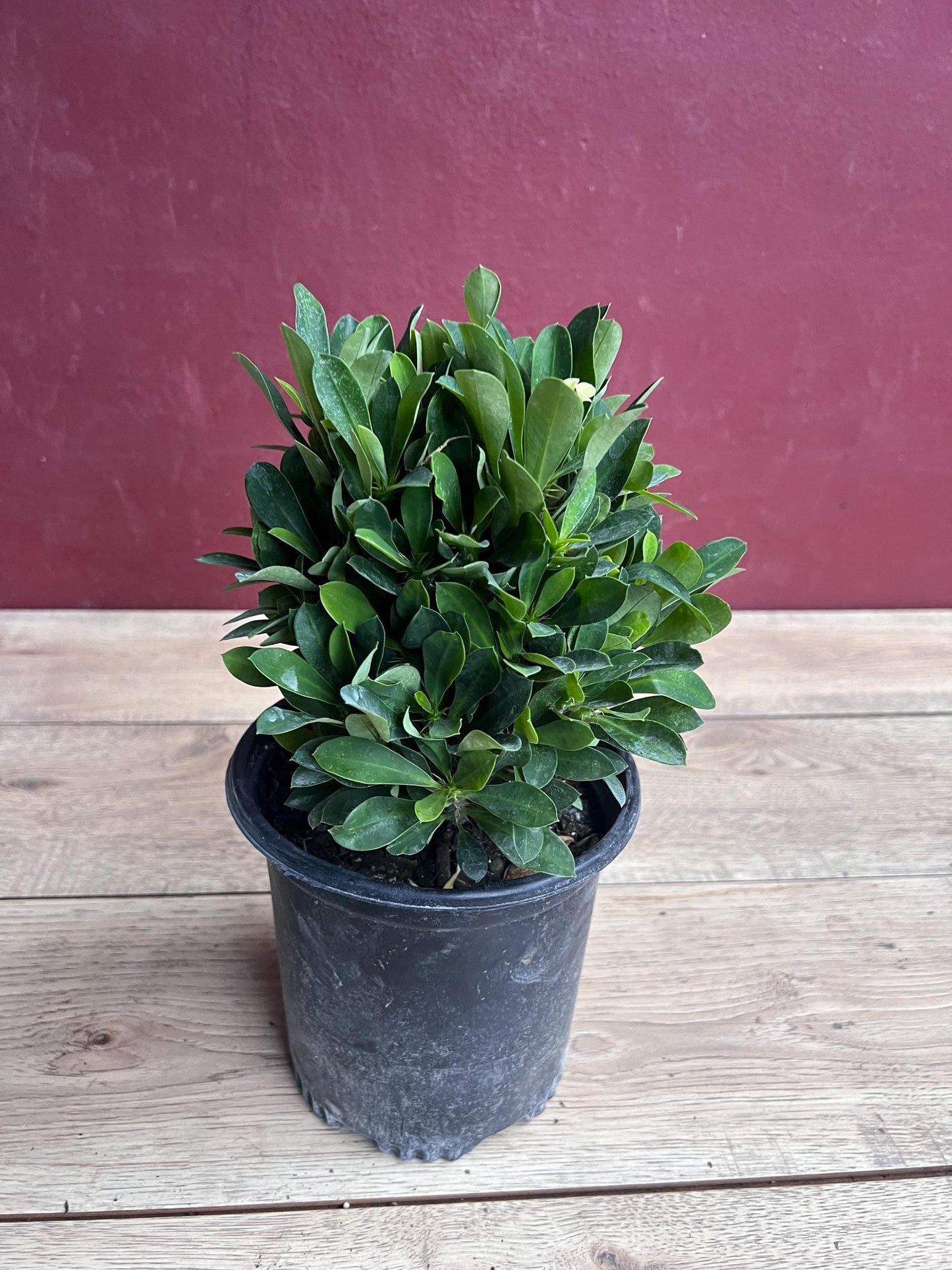 Crown of Thorns, White in 6" Pot, Euphorbia milii