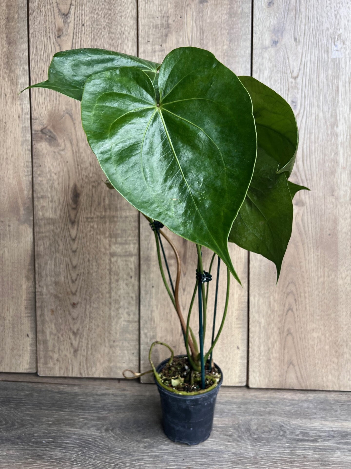 Anthurium faustomirandae, Faustino’s Giant in 4" Pot