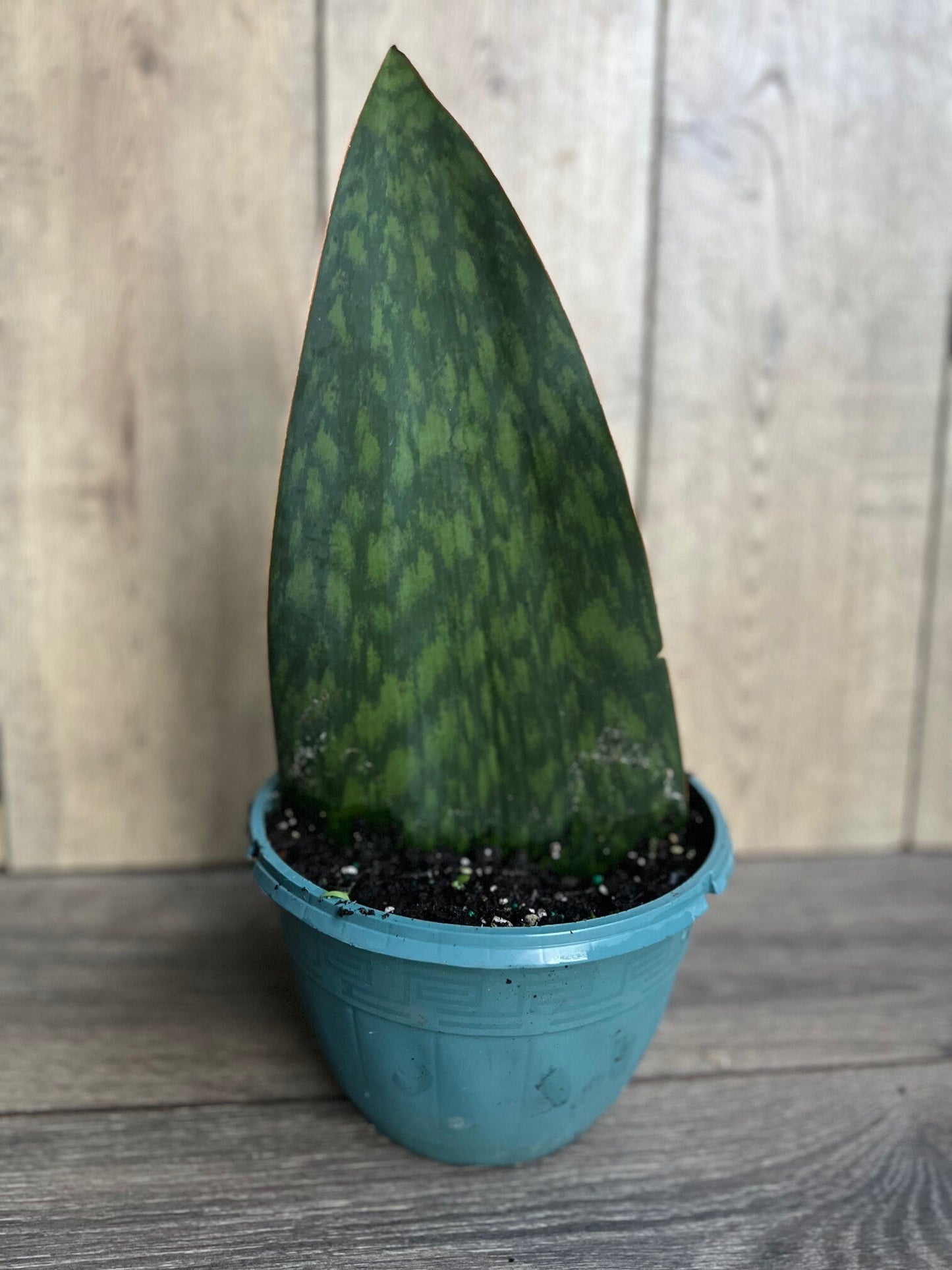 Sansevieria Masoniana, Sansevieria Whale Fin, Snake Plant in 8" Pot