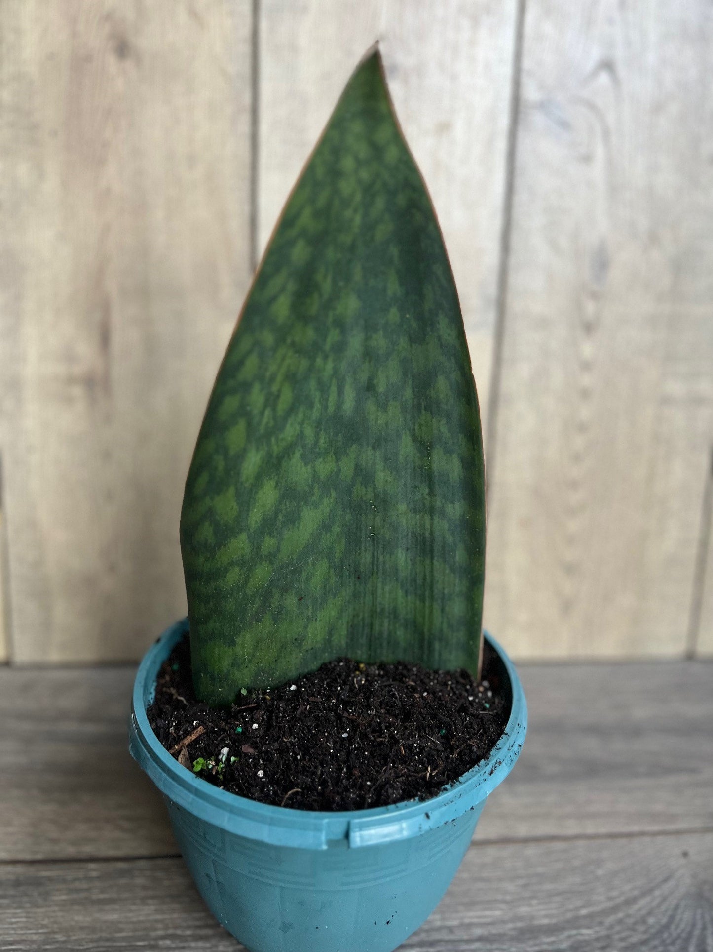 Sansevieria Masoniana, Sansevieria Whale Fin, Snake Plant in 8" Pot