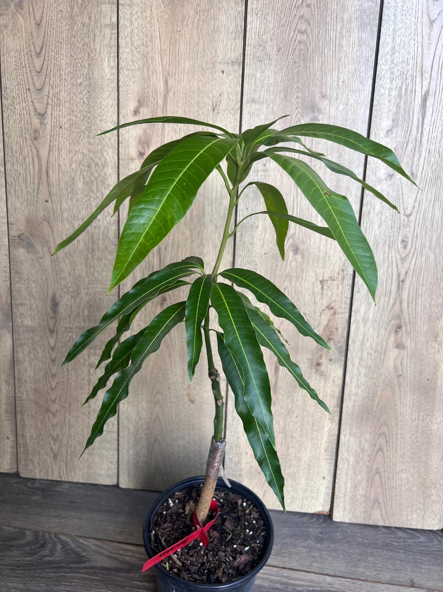 Grafted Jakarta Mango in 1/2 gallon pot