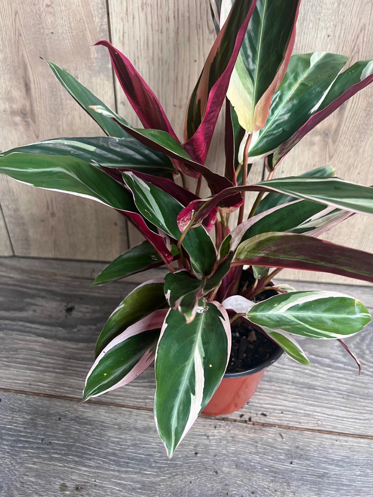 Calathea Stromanthe "TrioStar" Variegated in 6"pot, Prayer Plant