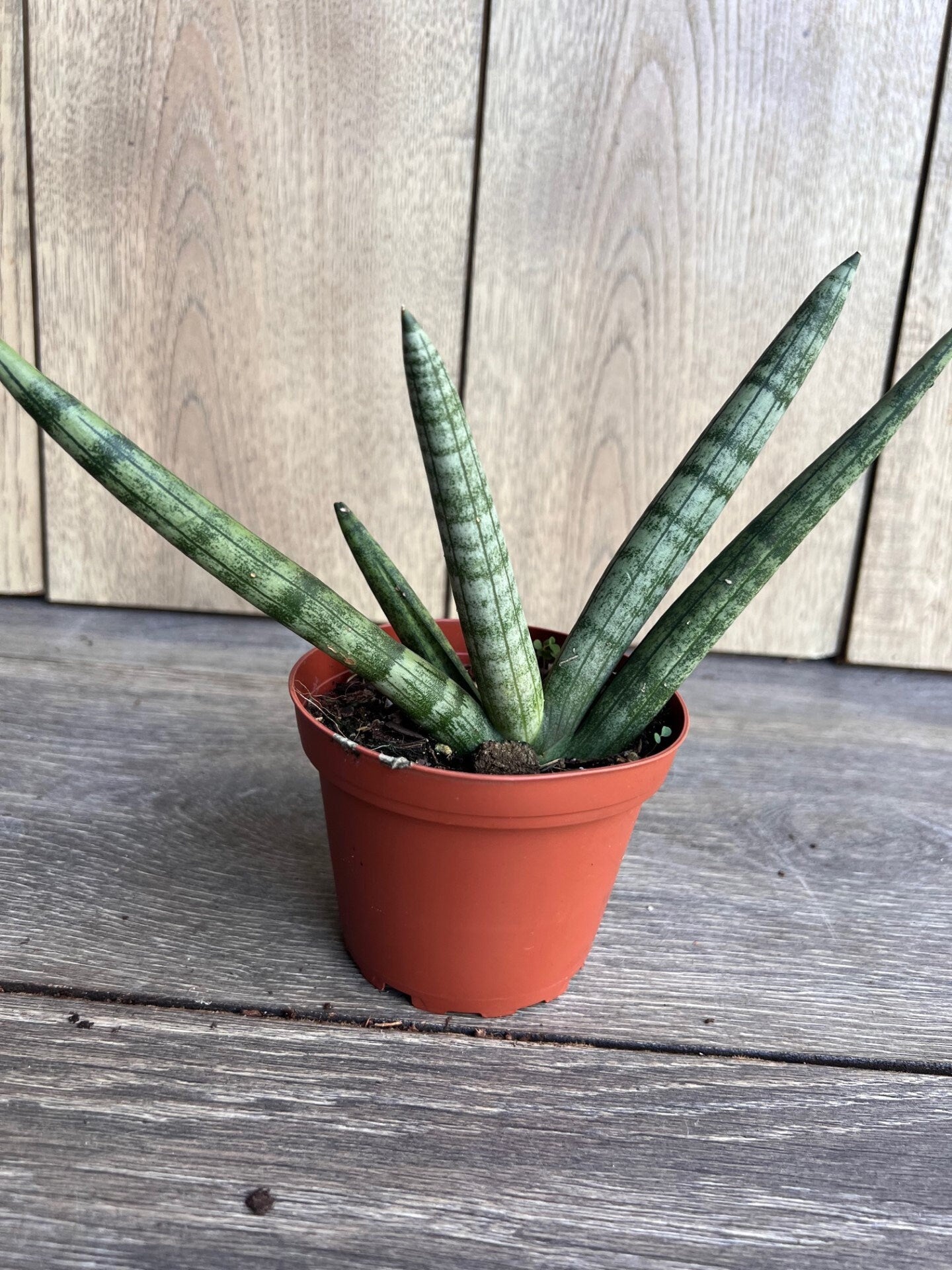 Sansevieria Starfish in 4" pot, Bonzel