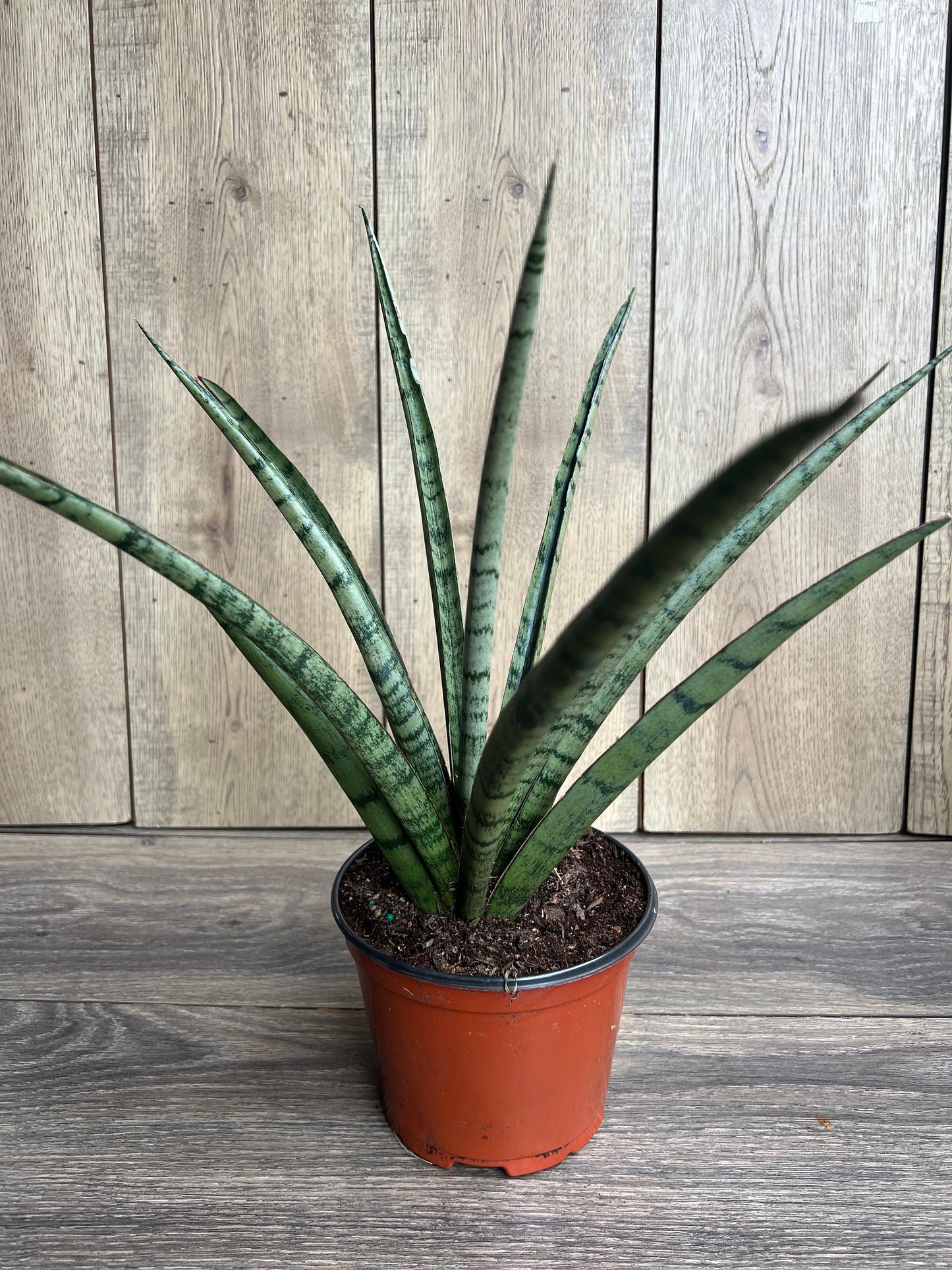Sansevieria Javancia in 6" Pot