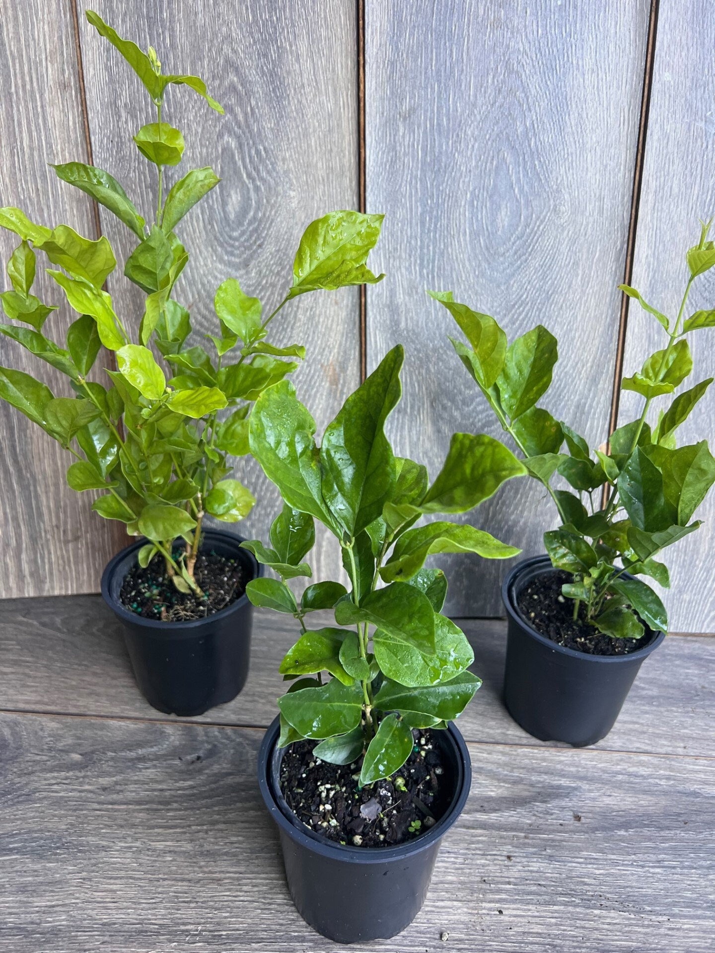 Jasmine Belle of India in 4" Pot Pot, Fragrance, Flowers and Brilliant Green Leaves