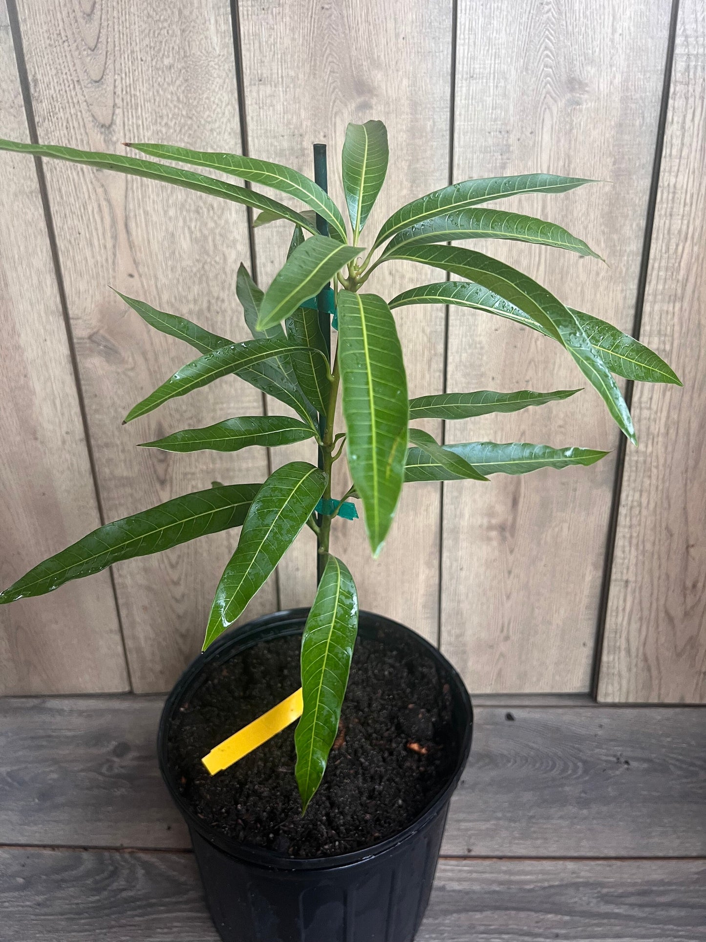 Ice Cream Mango Tree. grafted in 3 gallons pot, No Ship to CA and HI