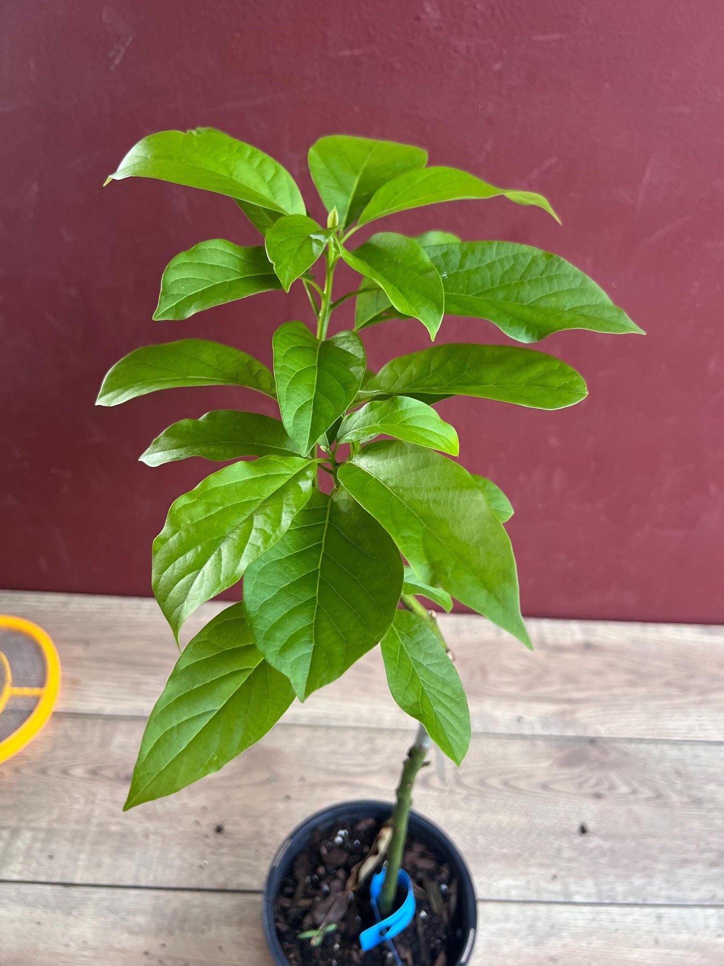 Catalina Avocado Tree , Grafted in 6" Pot