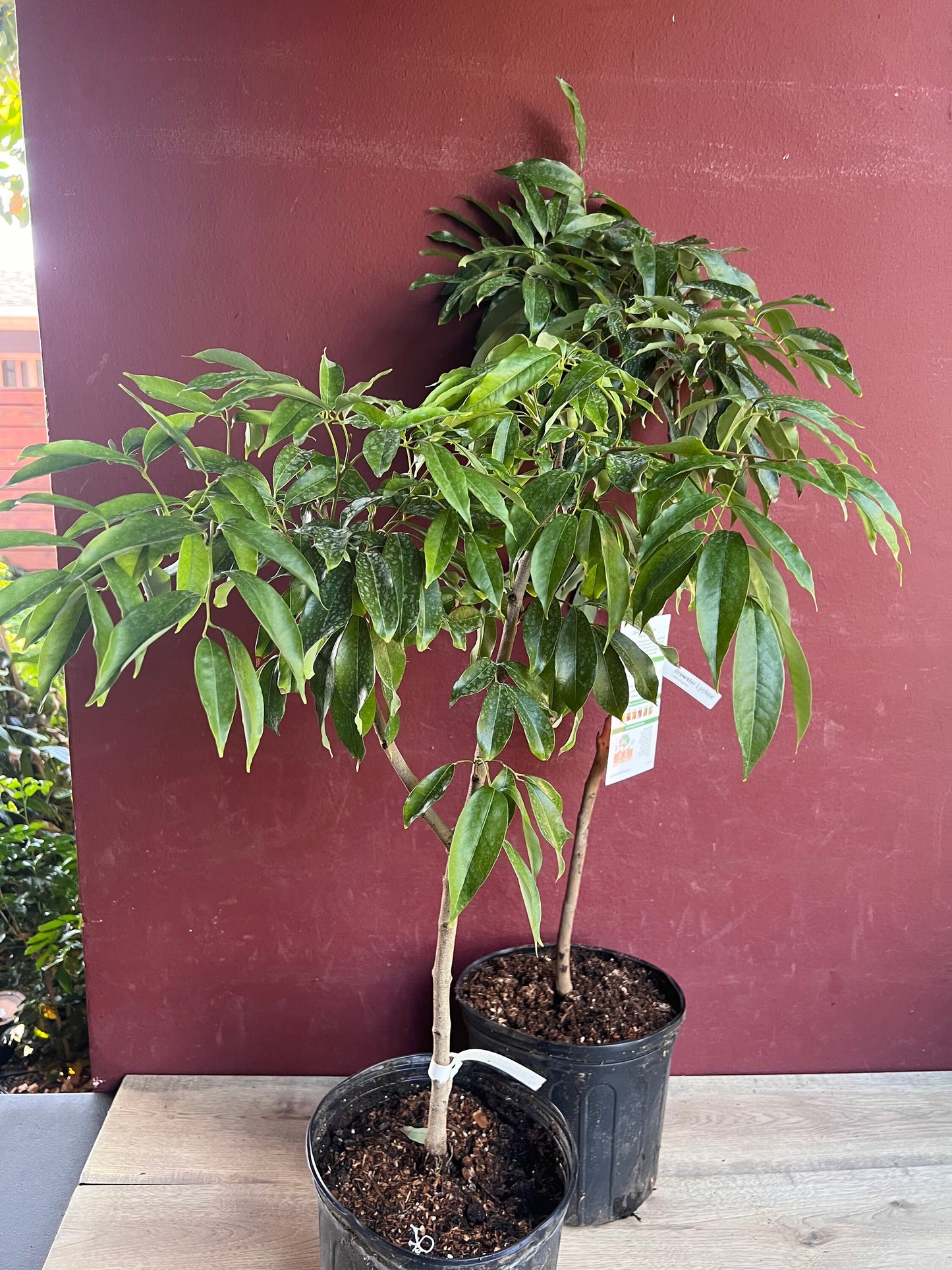 Mauritius Lychee , Litchi chinensis in 10" Pot, 3 to 4 Ft tall, Air layered, No Ship to CA and HI