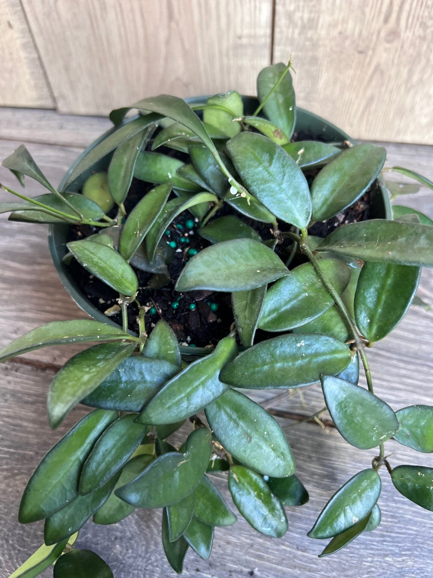 Hoya Crassipetiolata 6" Pot