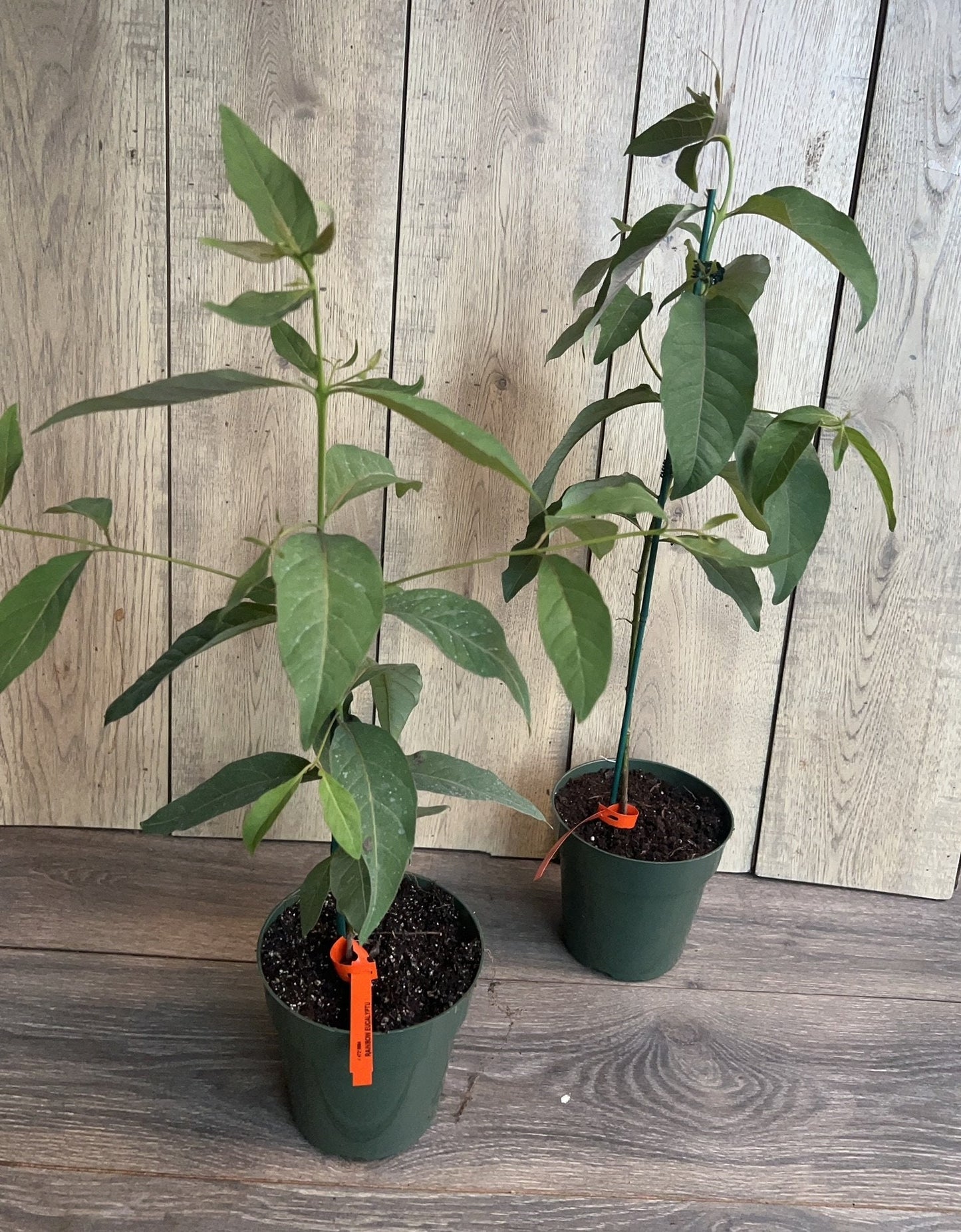 Rainbow Eucalyptus, deglupta, in half gallon Pot
