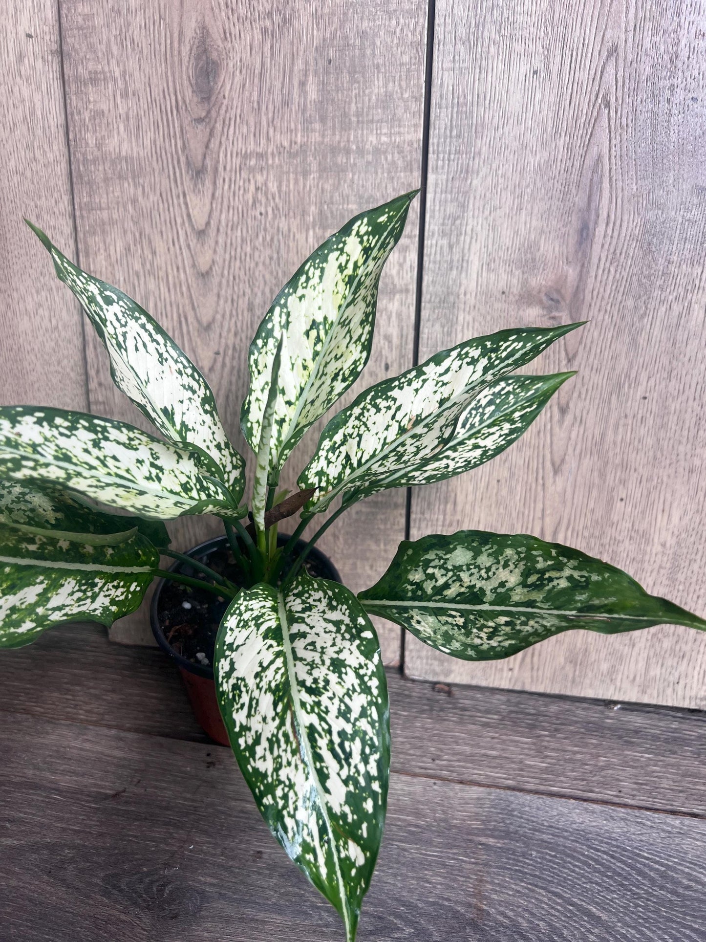 First Diamond Aglaonema in 4" Pot