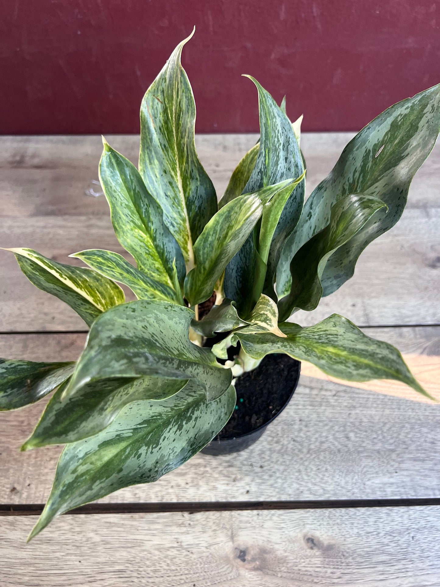 Aglaonema Koh Sumai in 6", Rare Aglaonema