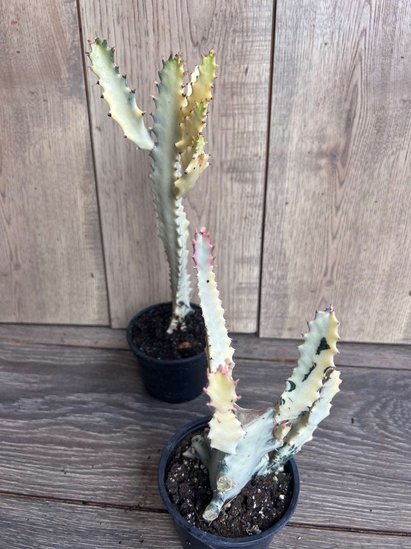 Ghost cactus | White variegated euphorbia lactea | Rare Cactus in 4"