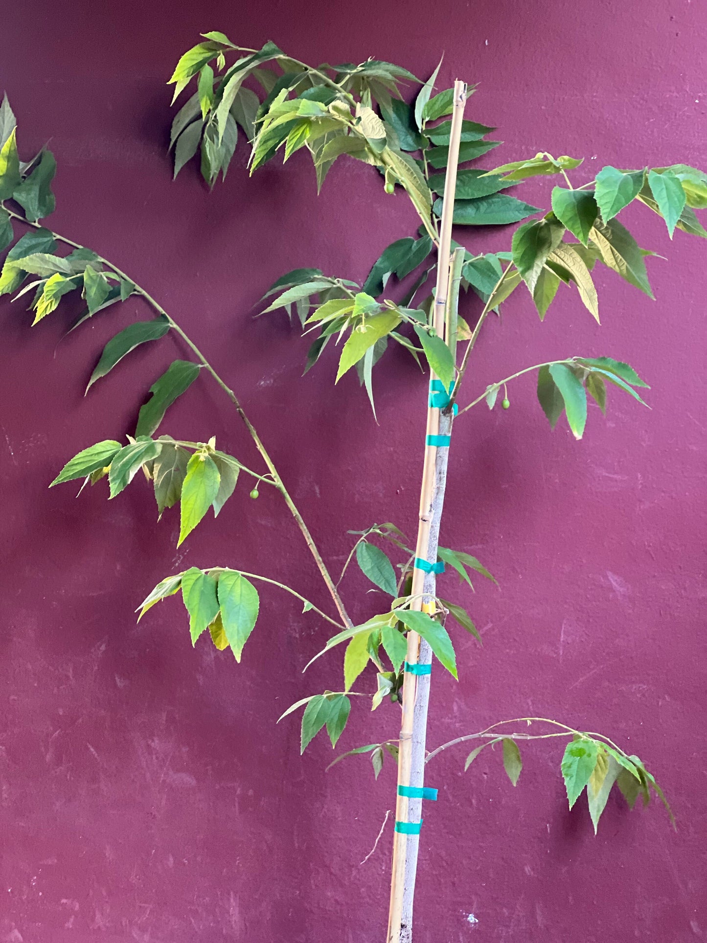 Muntingia calabura ,Strawberry Tree in 10” Pot, Jamaican Strawberry, Kersen