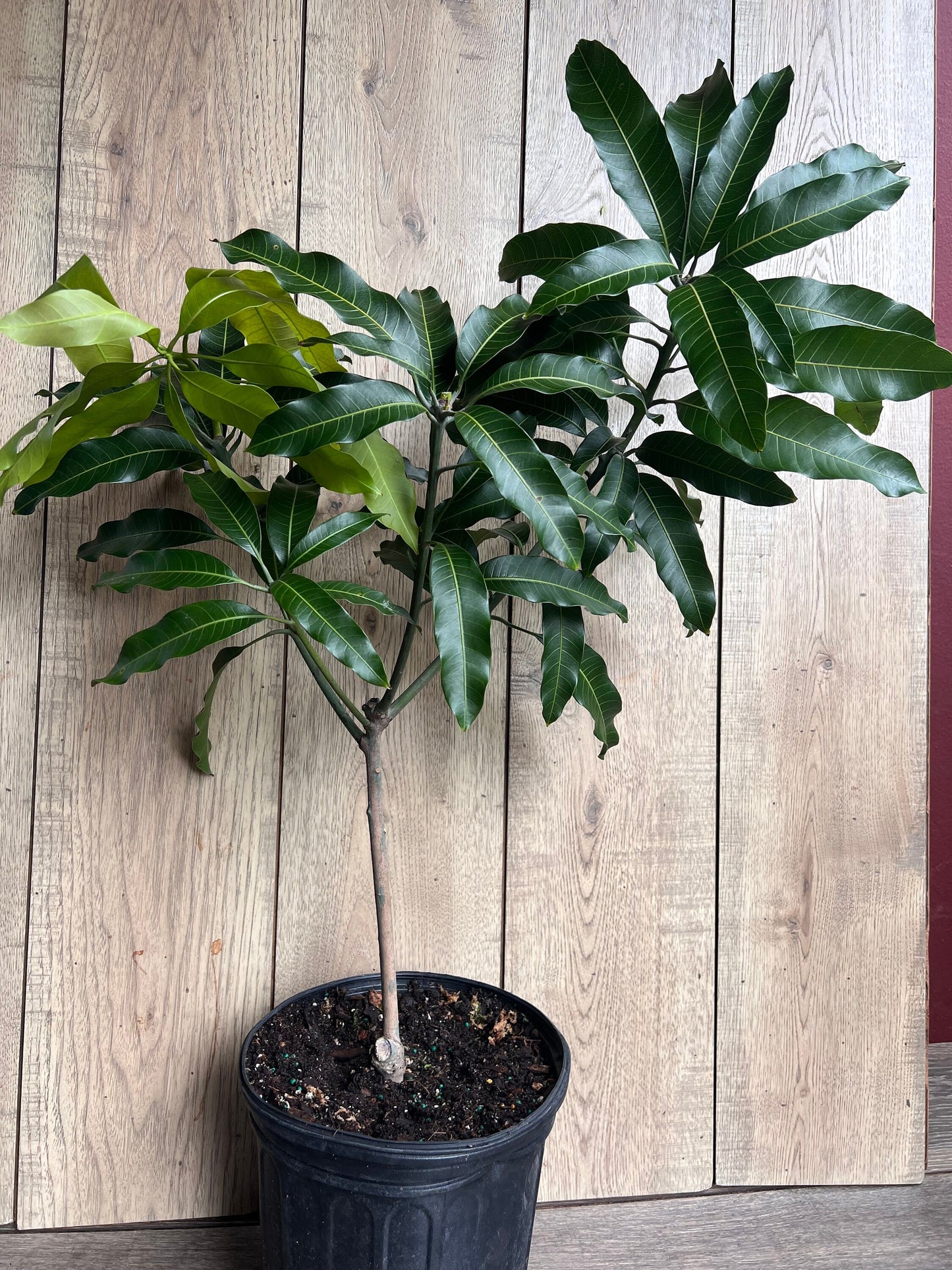 Alphonso mango Tree, Manguifera, grafted in 3 gallons pot, No Ship to HI