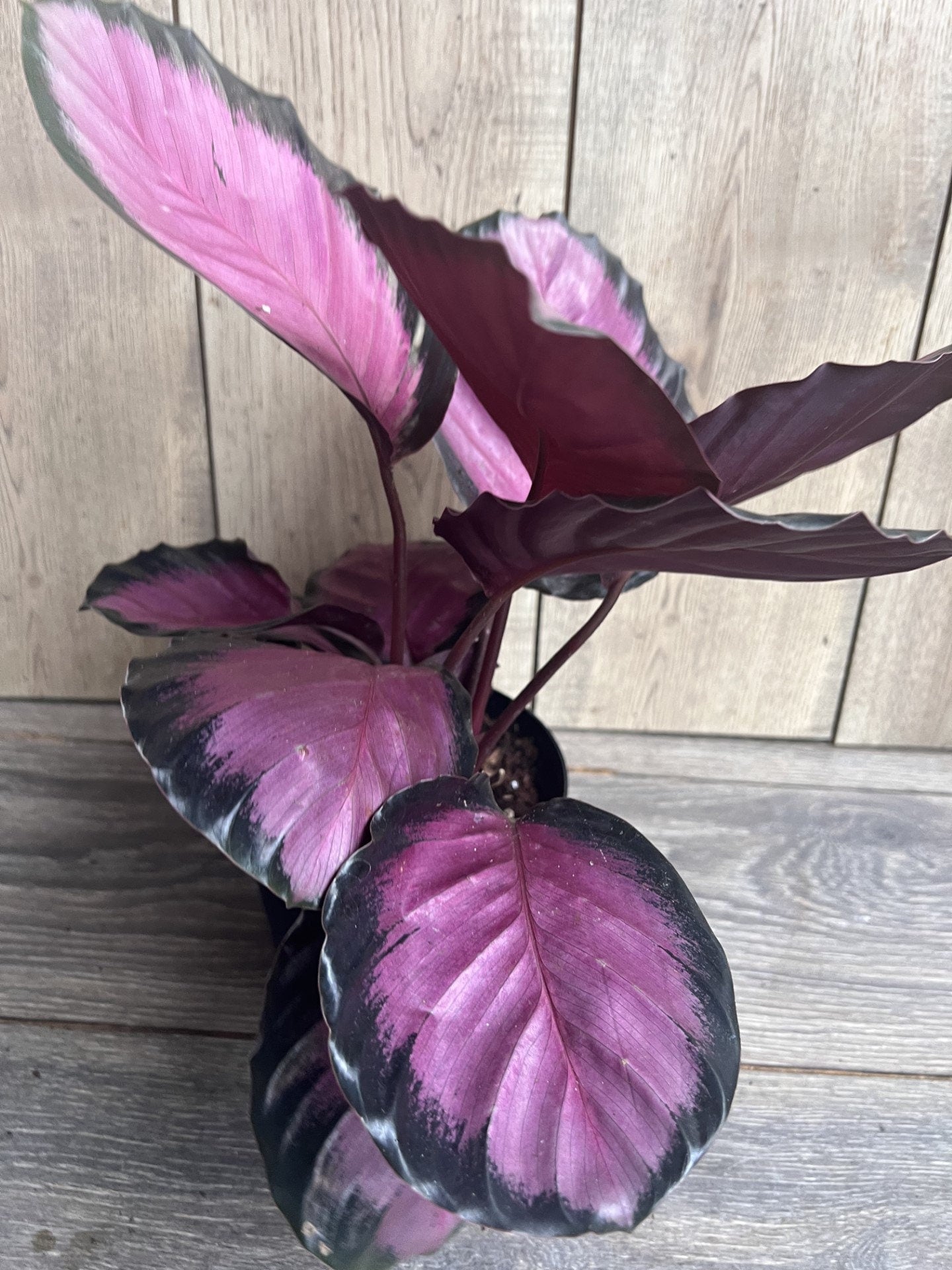 Calathea pink star in 6" Pot
