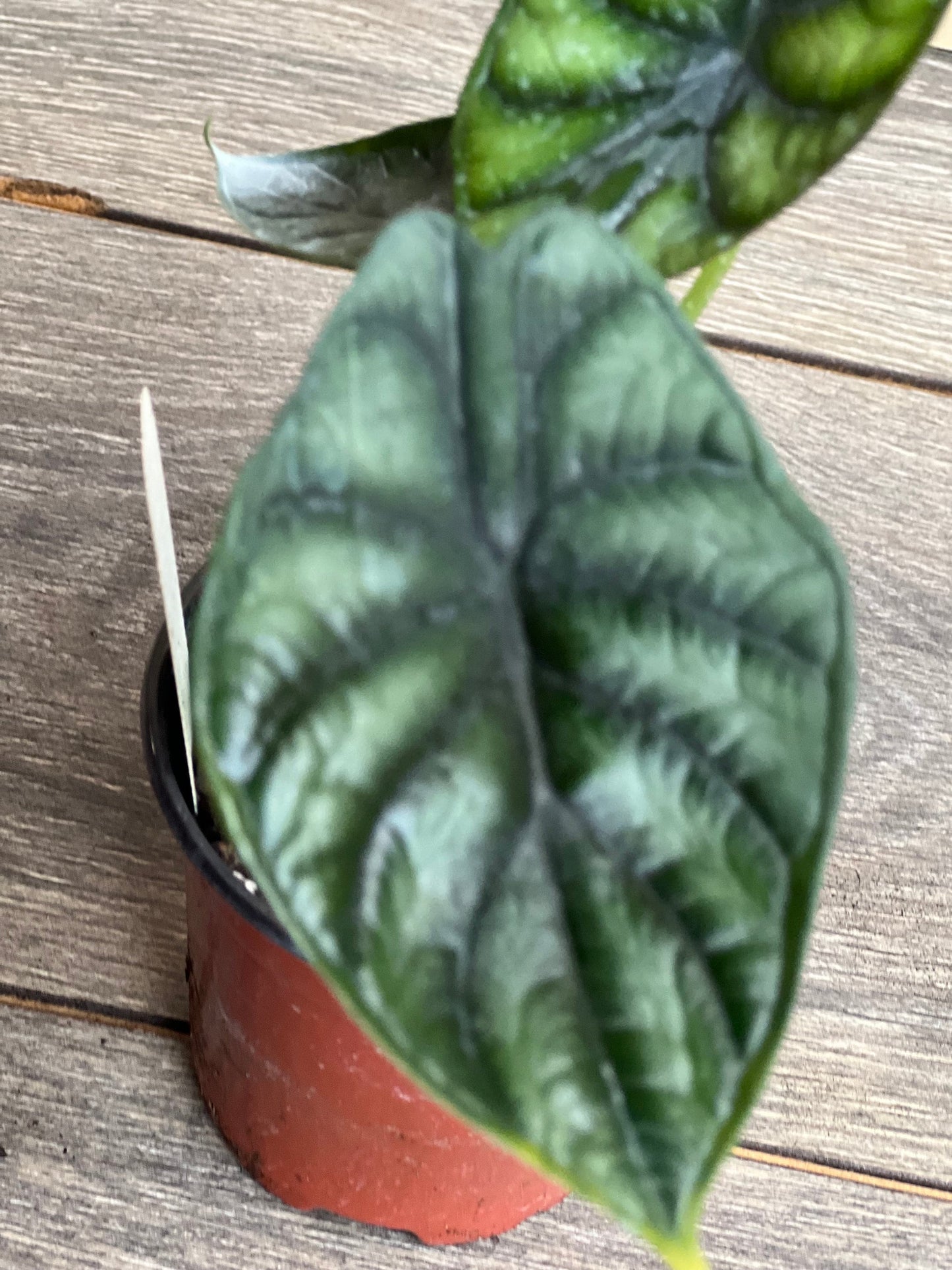 Alocasia Dragon Scale, in 4" pot, house plant