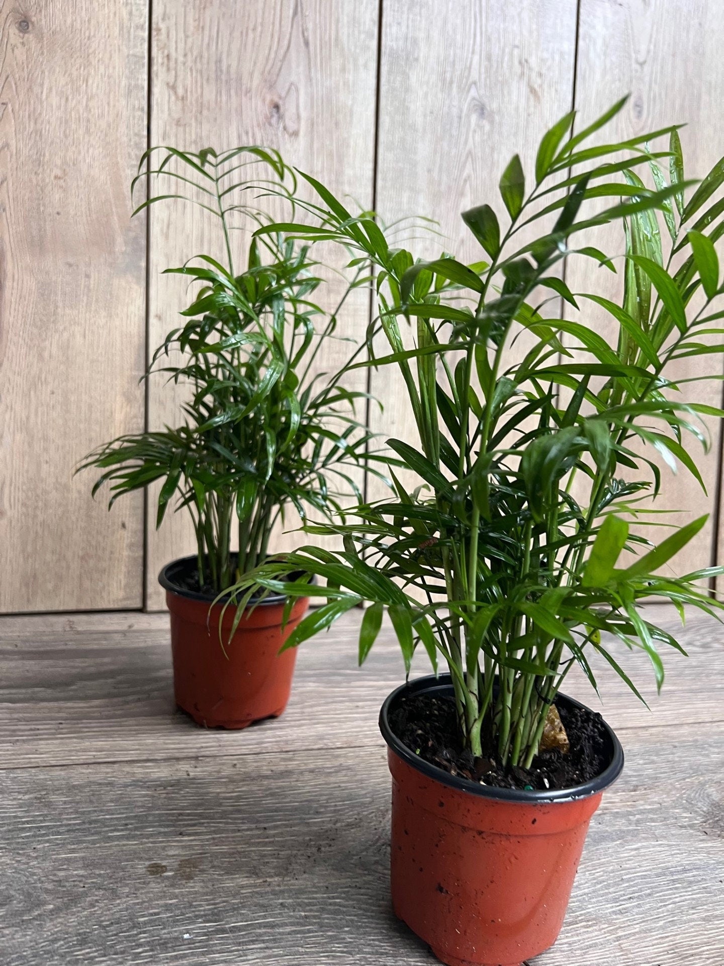 Neanthe Bella Palm in a 4" Pot, Parlor Palm - Chamaedorea Elegans