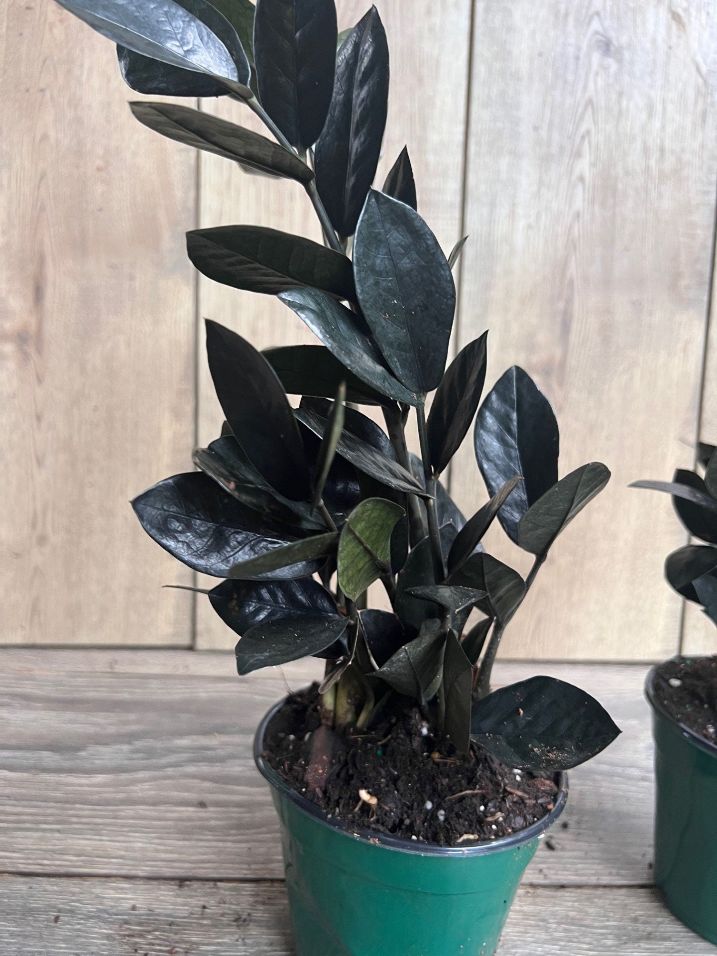 Black Raven ZZ, dark zz plant 4" Pot, Zamioculcas zamiifolia raven