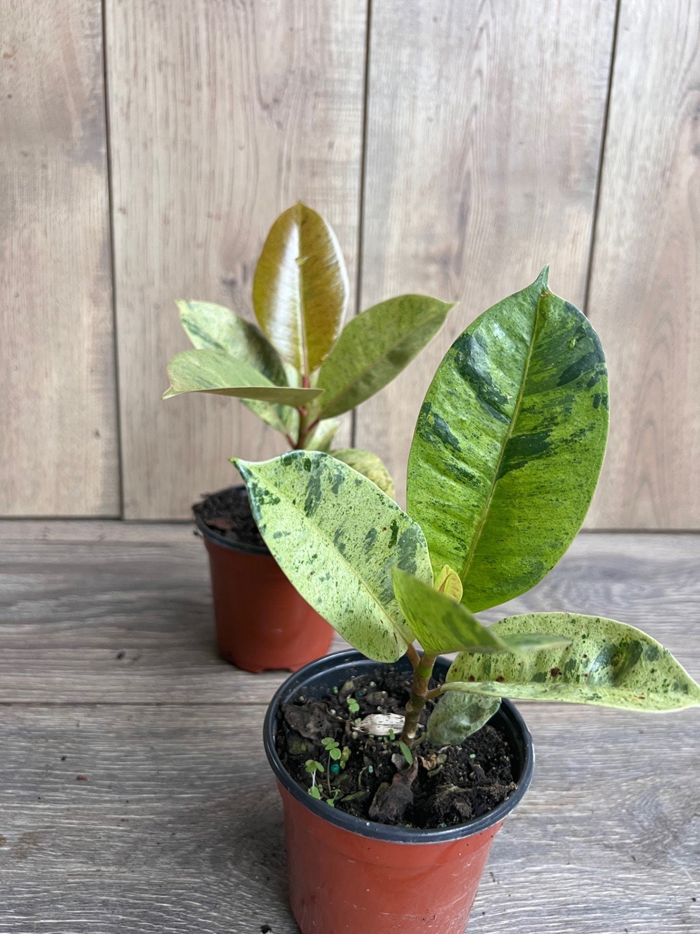 Ficus Shivereana Variegated in 4", Rare