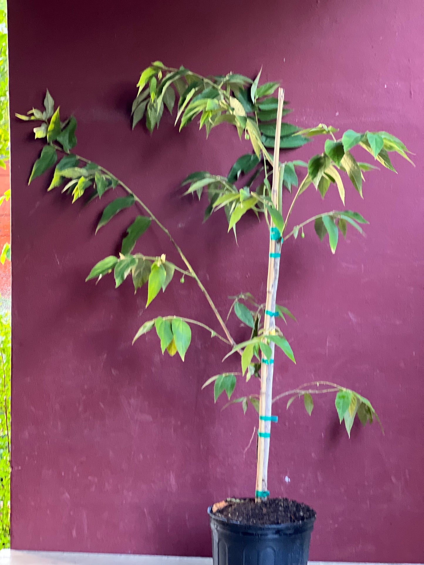 Muntingia calabura ,Strawberry Tree in 10” Pot, Jamaican Strawberry, Kersen